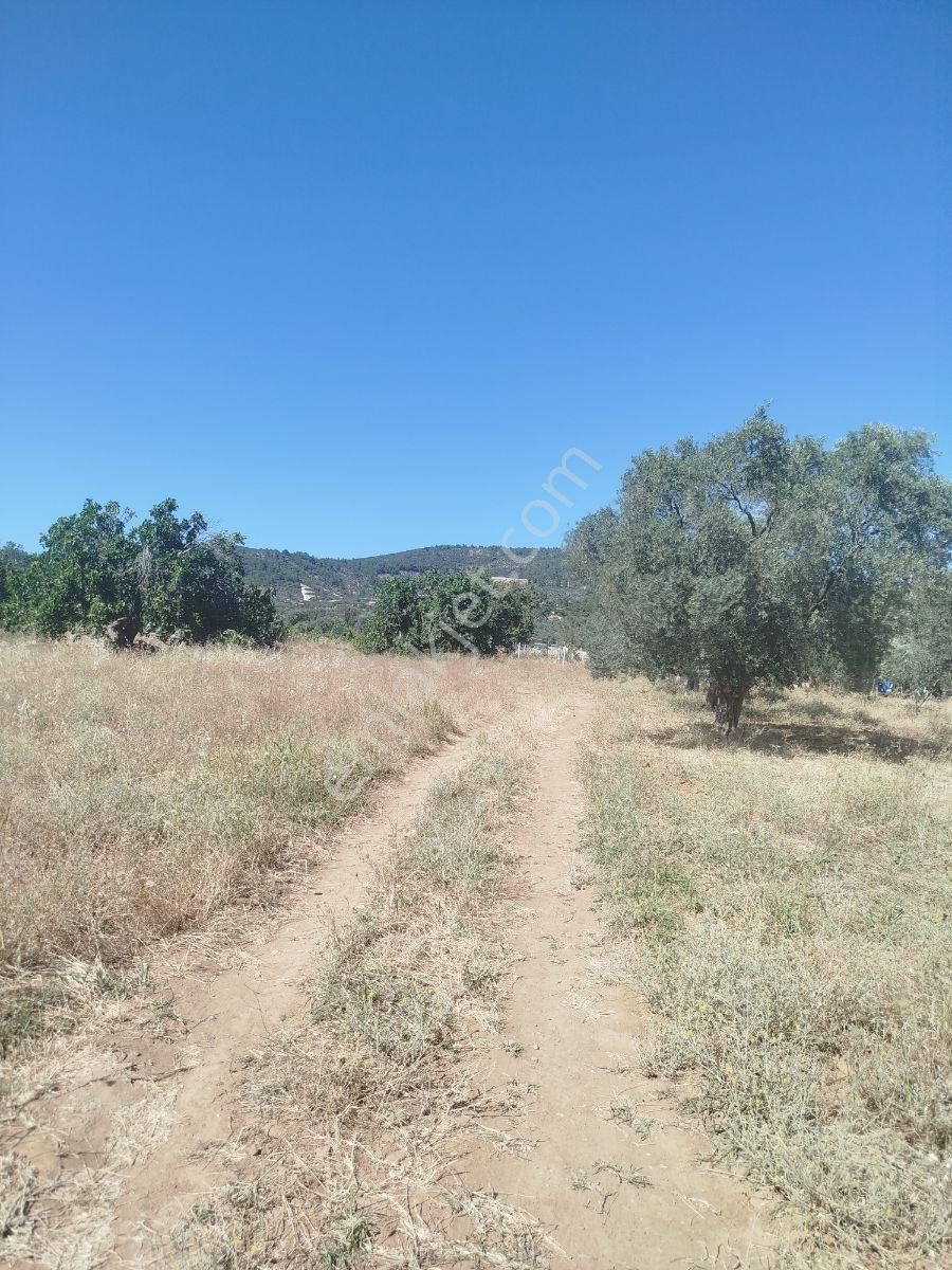 Torbalı Dirmil Düz Zeytinlik 4 Dnm Köye 1km Yakın, Düz - Görsel 11