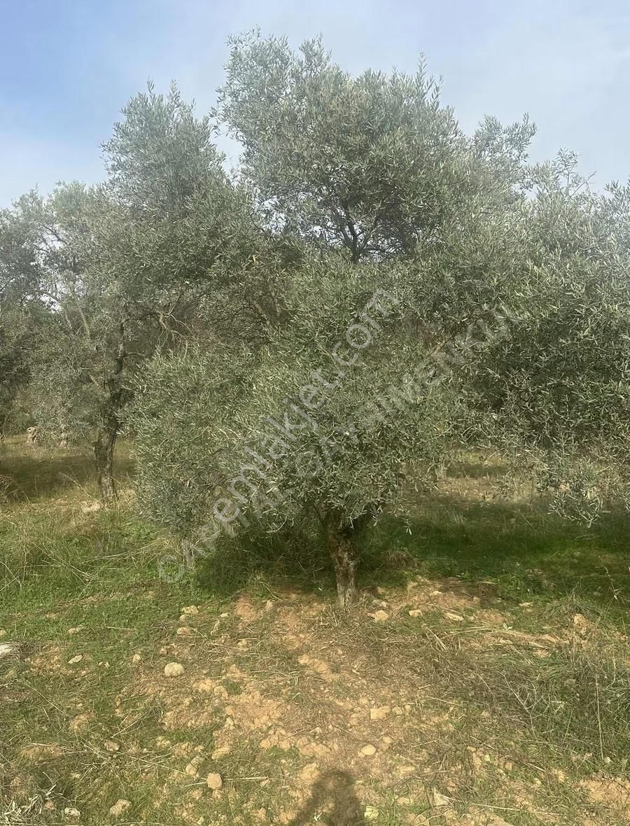Capital Emlaktan Dirmilde Acil Satılık Tek Tapu - Görsel 7