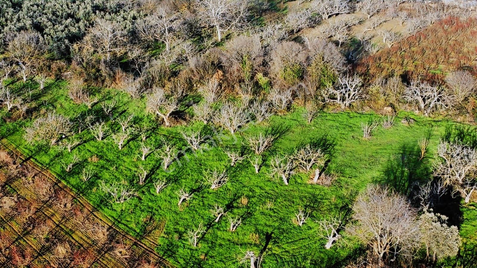 Nilüfer Fadıllı Tek Tapu 400 M2 Satılık Tarla Köyün Dibinde - Görsel 12