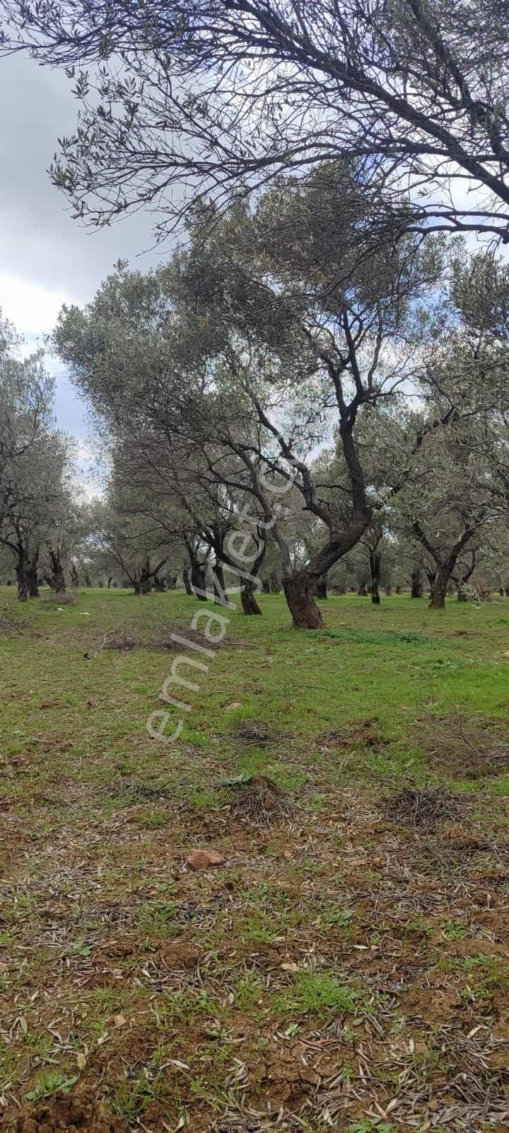 Yatırımlık Zeytinlik - Görsel 2