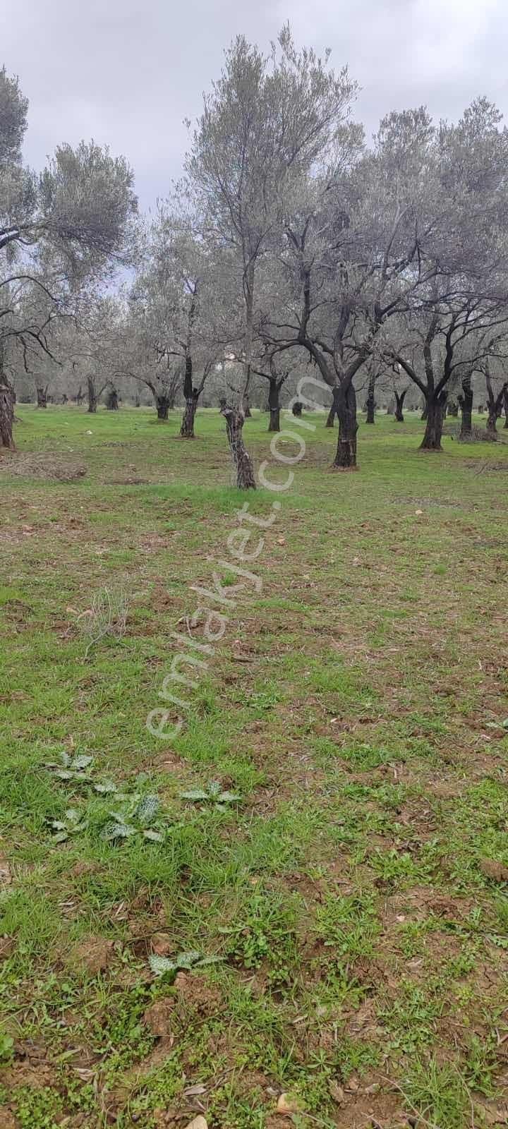 Yatırımlık Zeytinlik - Görsel 6