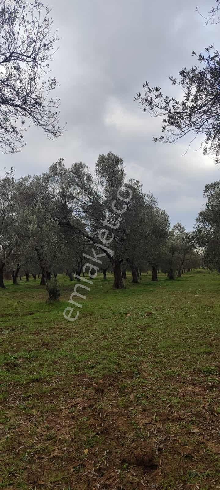 Yatırımlık Zeytinlik - Görsel 9