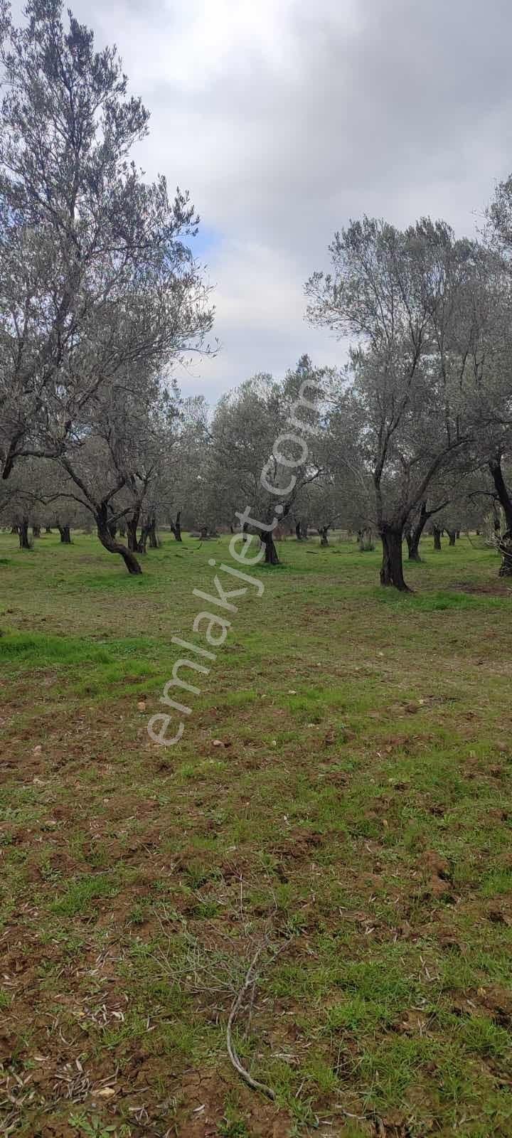 Yatırımlık Zeytinlik - Görsel 4