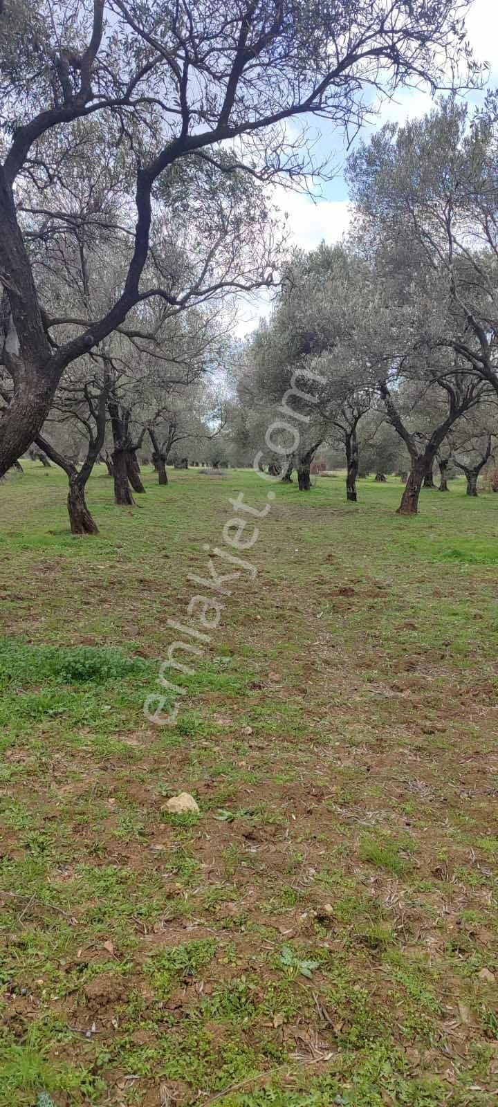 Yatırımlık Zeytinlik - Görsel 3