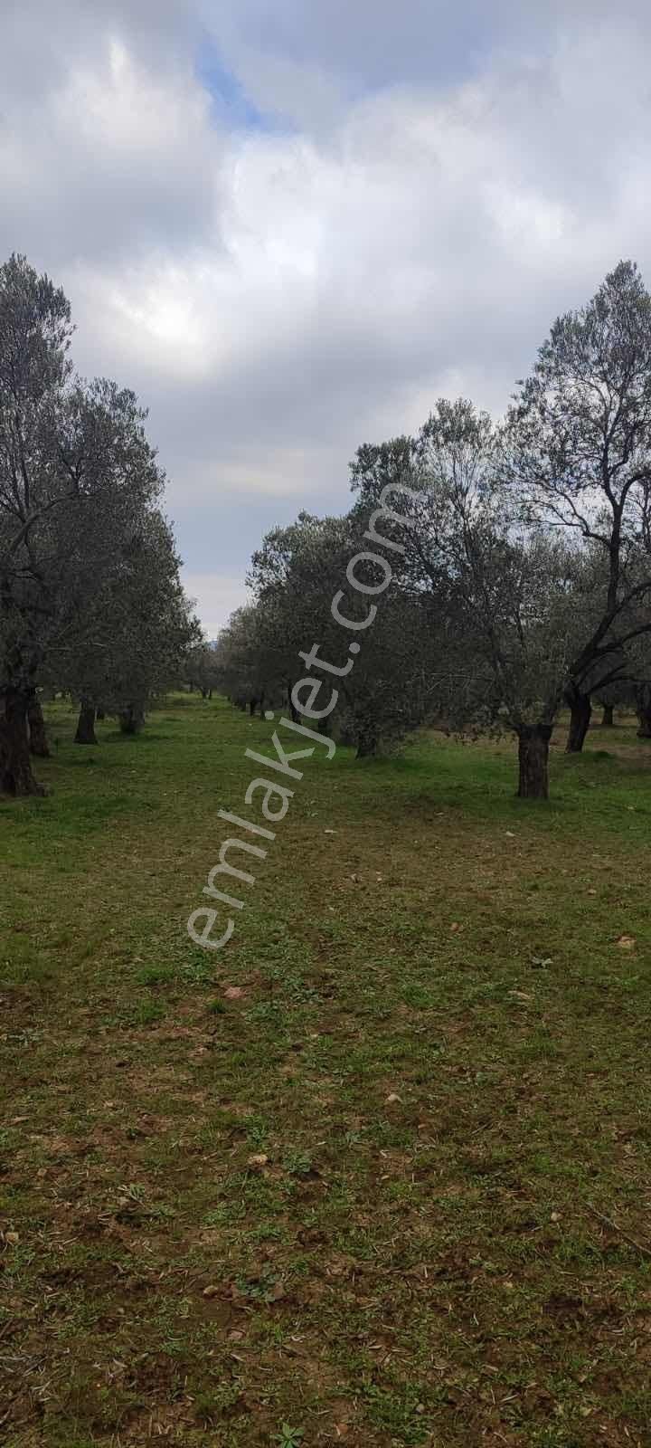 Yatırımlık Zeytinlik