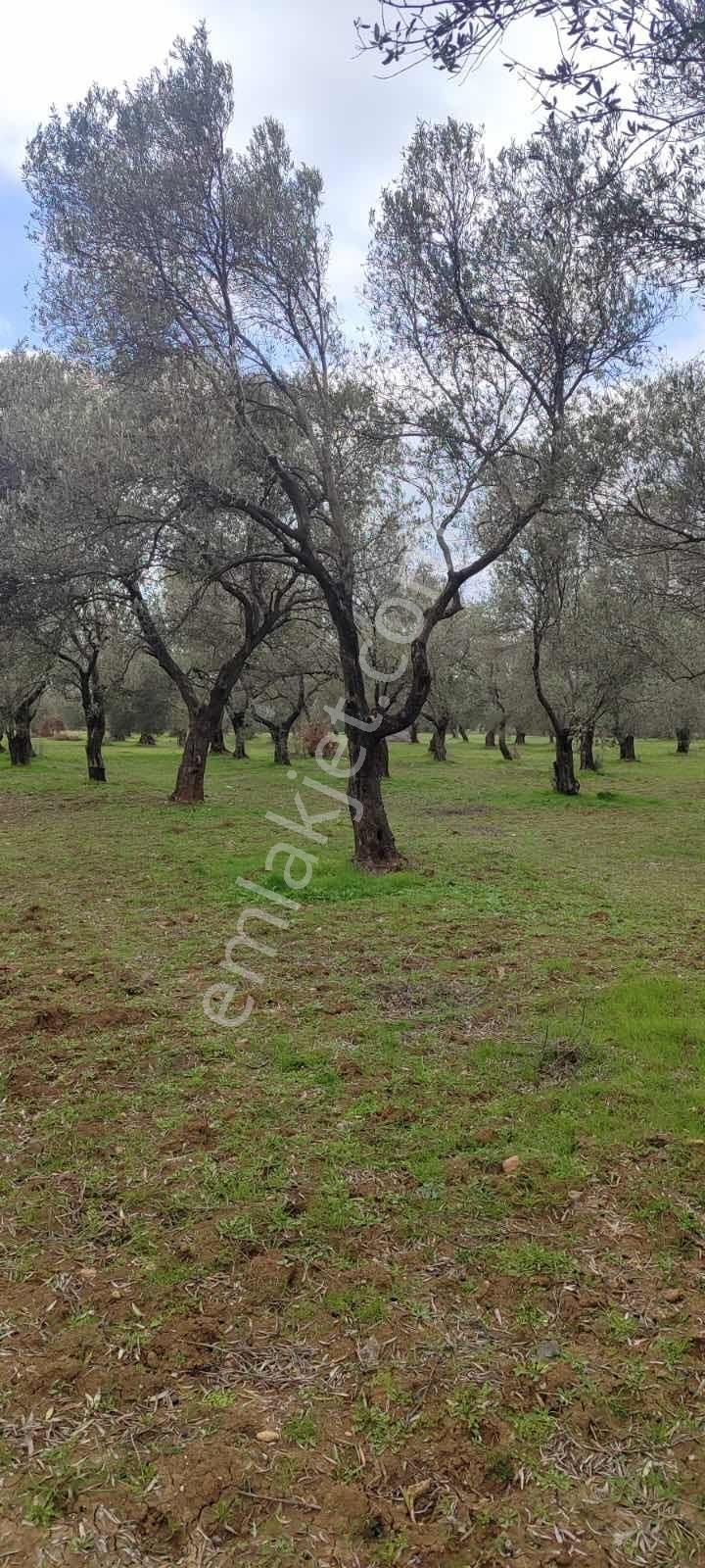 Yatırımlık Zeytinlik - Görsel 8