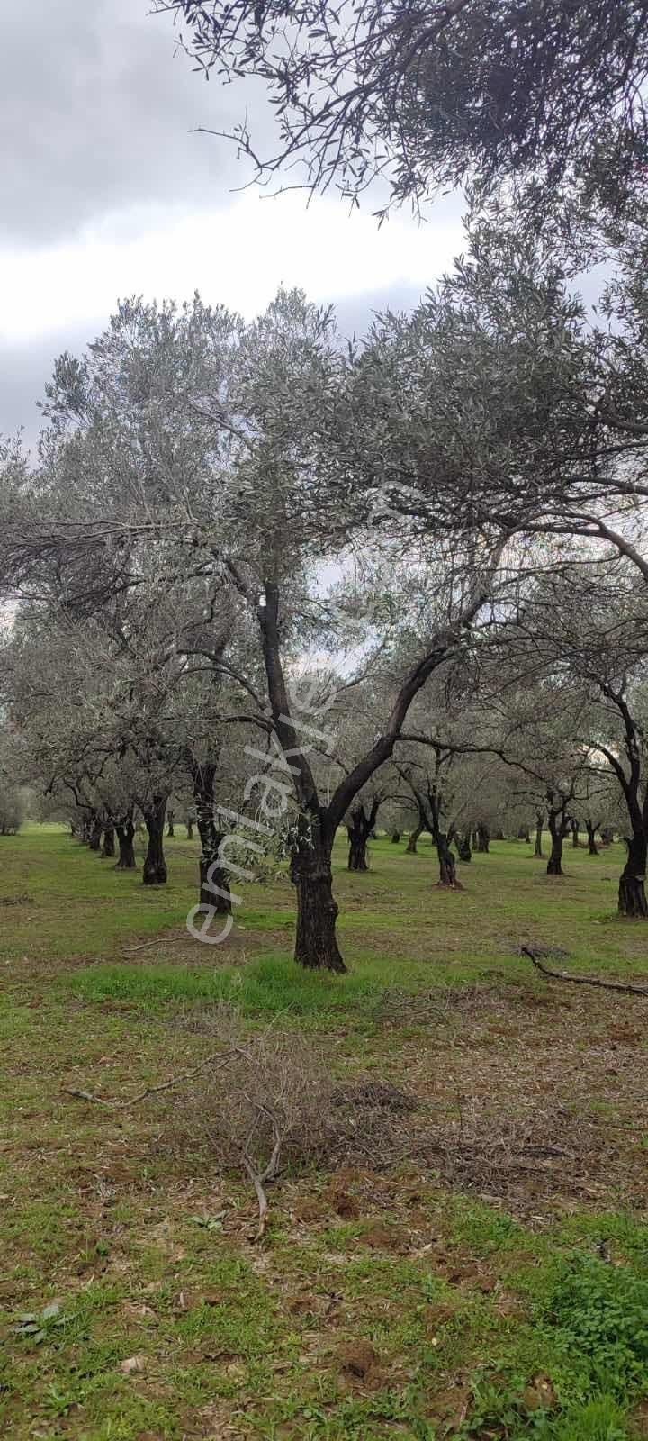 Yatırımlık Zeytinlik - Görsel 10