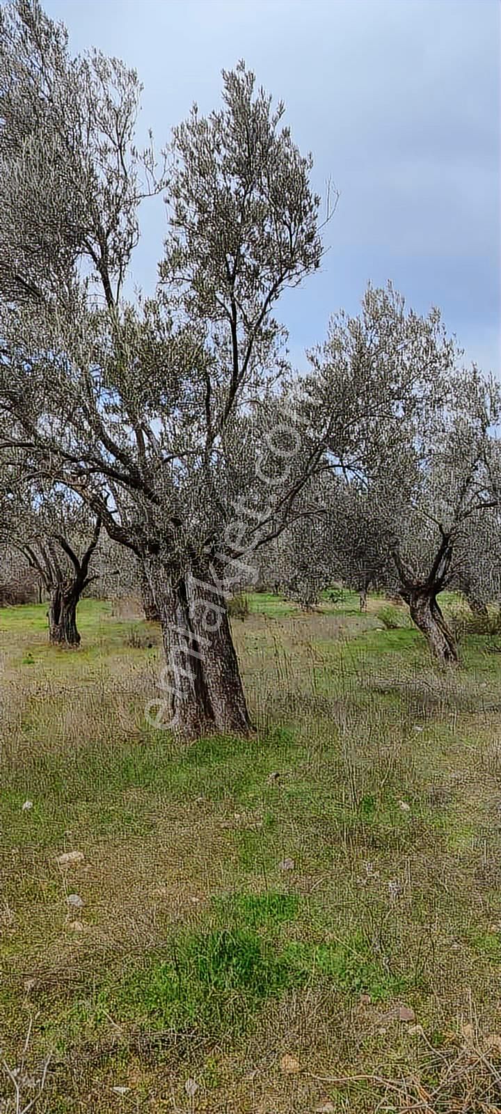 Satılık Zeytinlik Hobi Bahçesi - Görsel 7