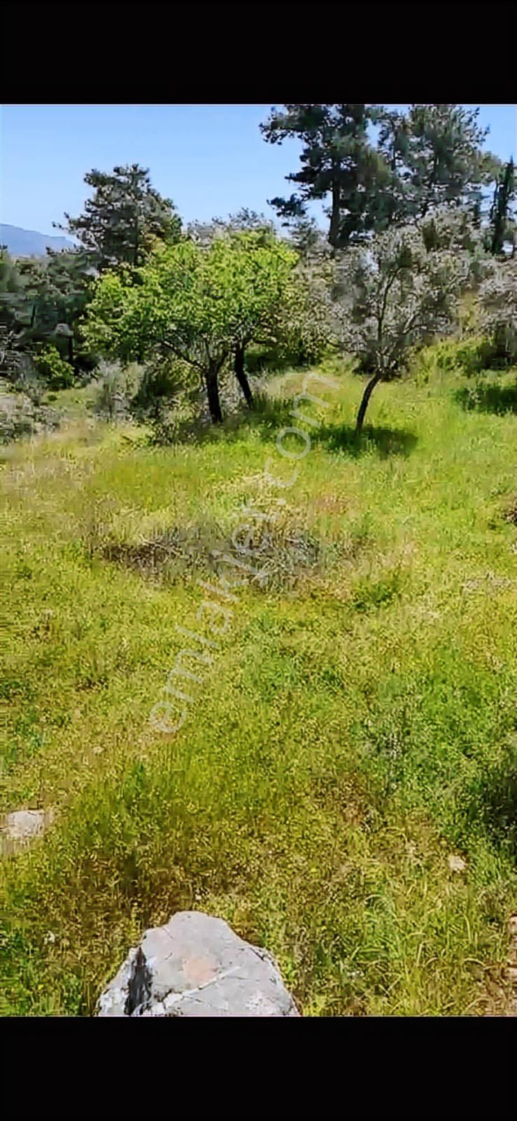 Milas Bayır Mah. Satılık 4.472 M2 Zeytinlik - Görsel 6