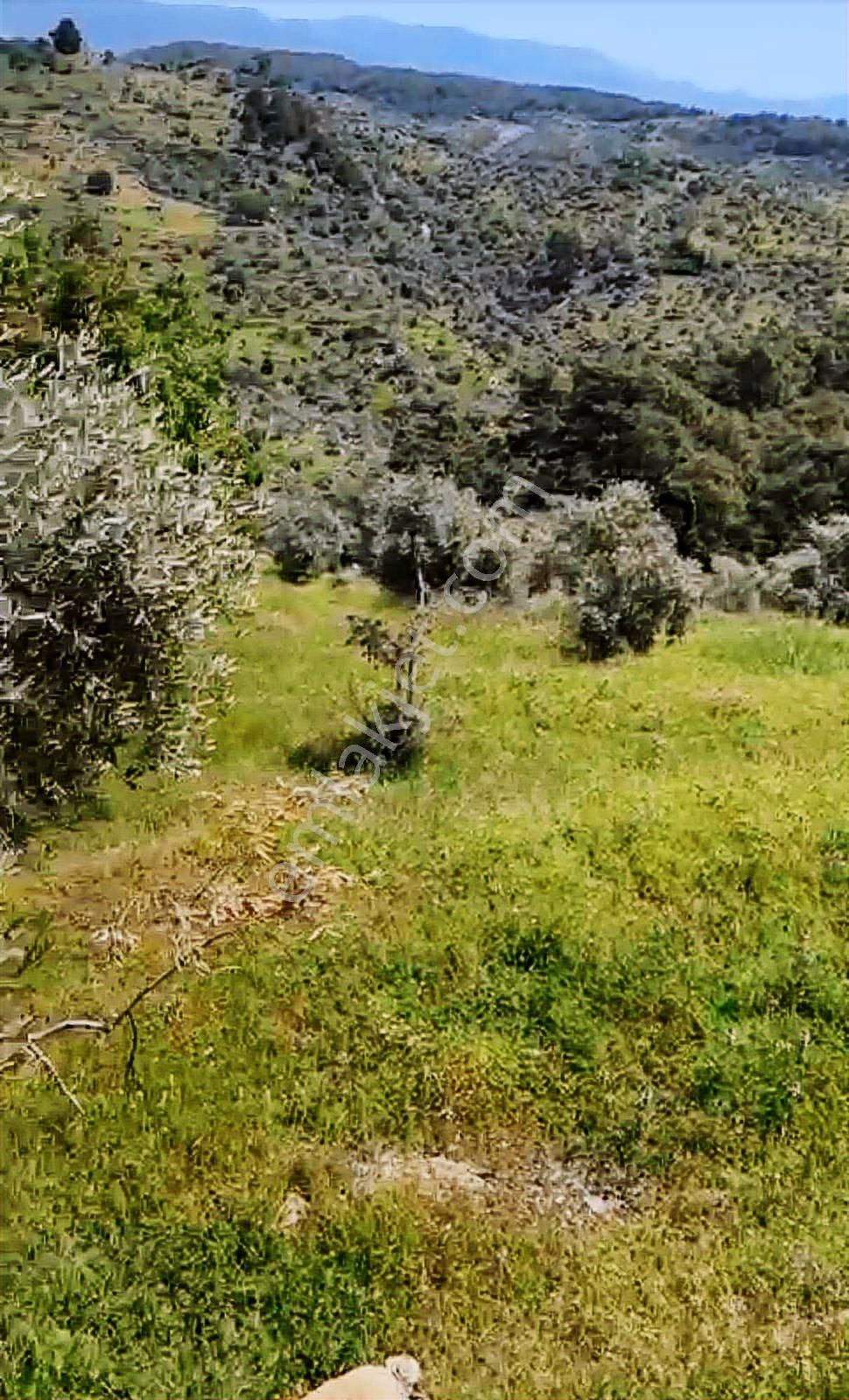 Milas Bayır Mah. Satılık 4.472 M2 Zeytinlik - Görsel 2