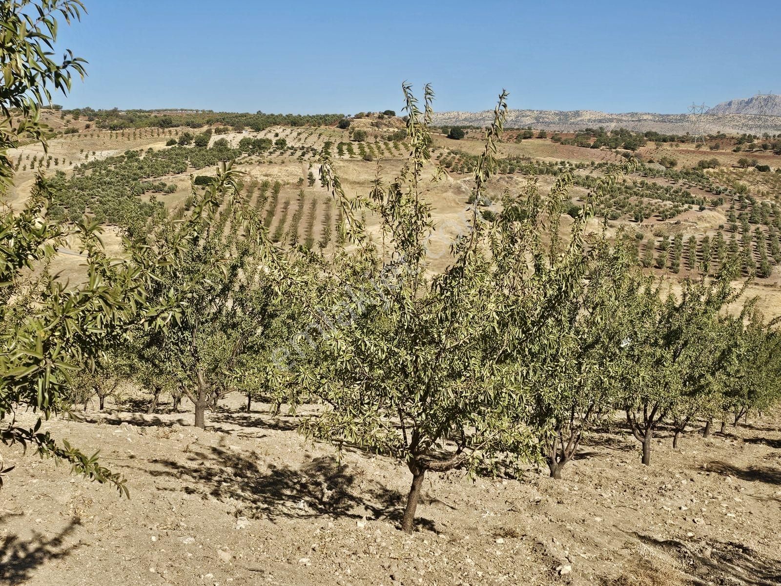 Hakev'den Ana Yola Yakın Mesafede Bahçe Satılıktır - Görsel 16