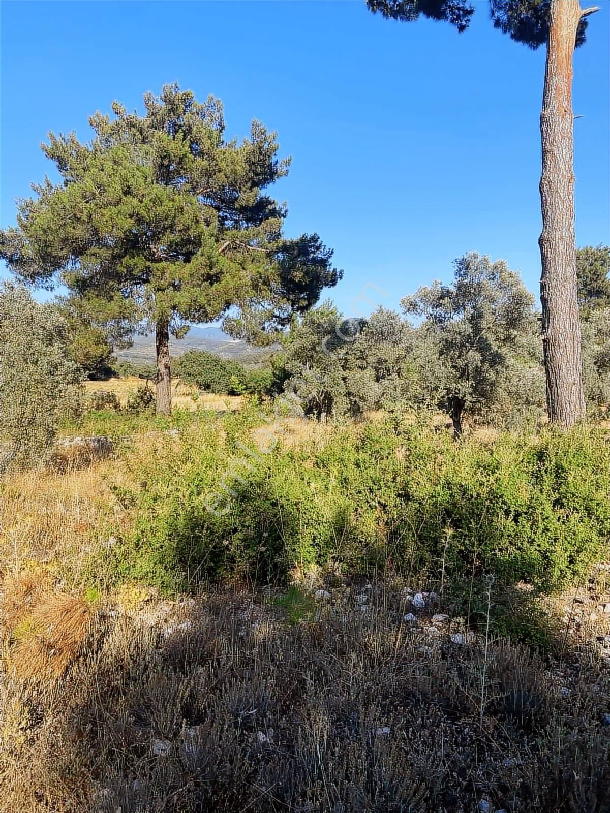 Milas Alaçam Mah. Satılık Tarla - Görsel 9