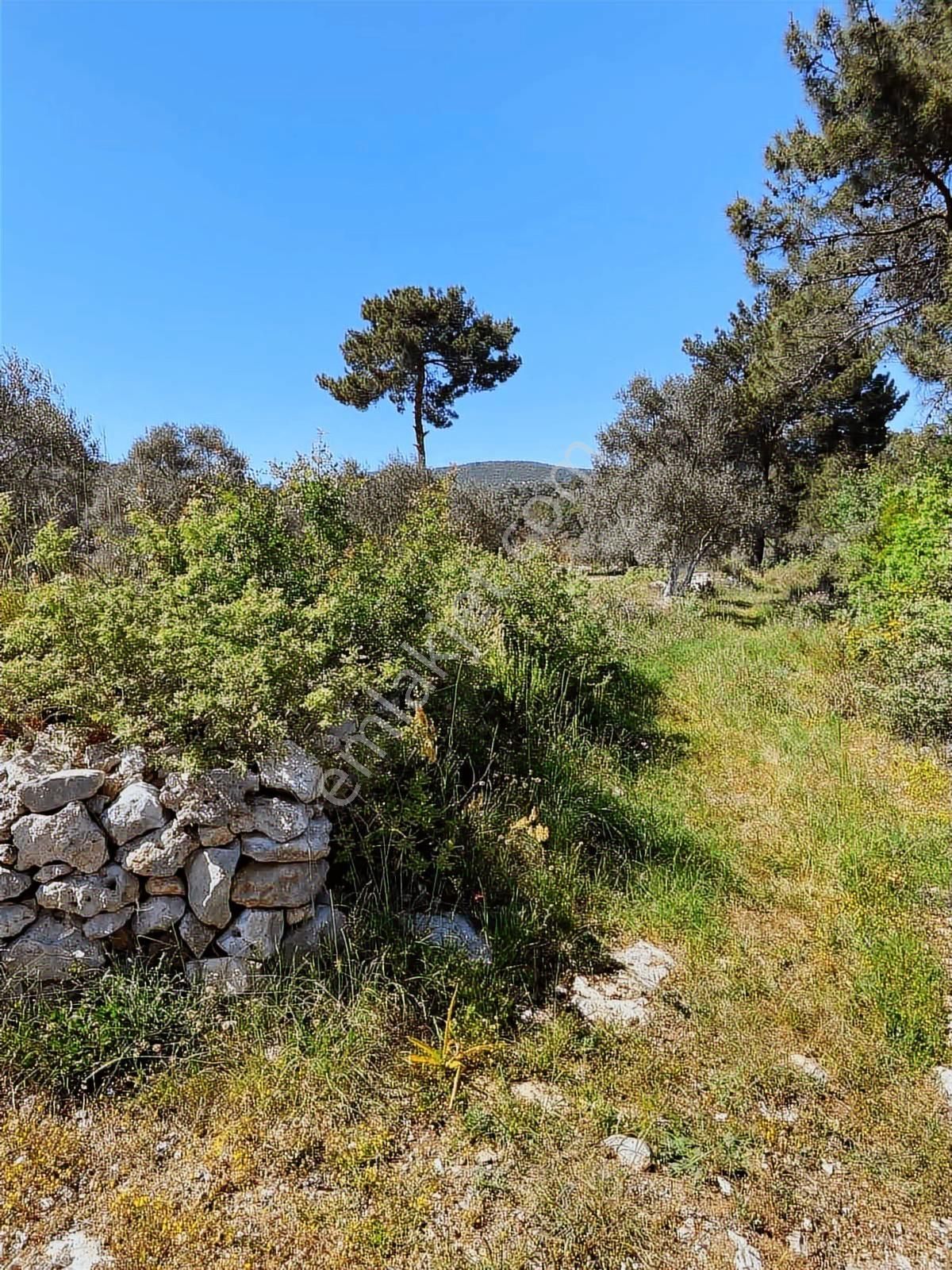 Milas Alaçam Mah. Satılık Tarla - Görsel 7