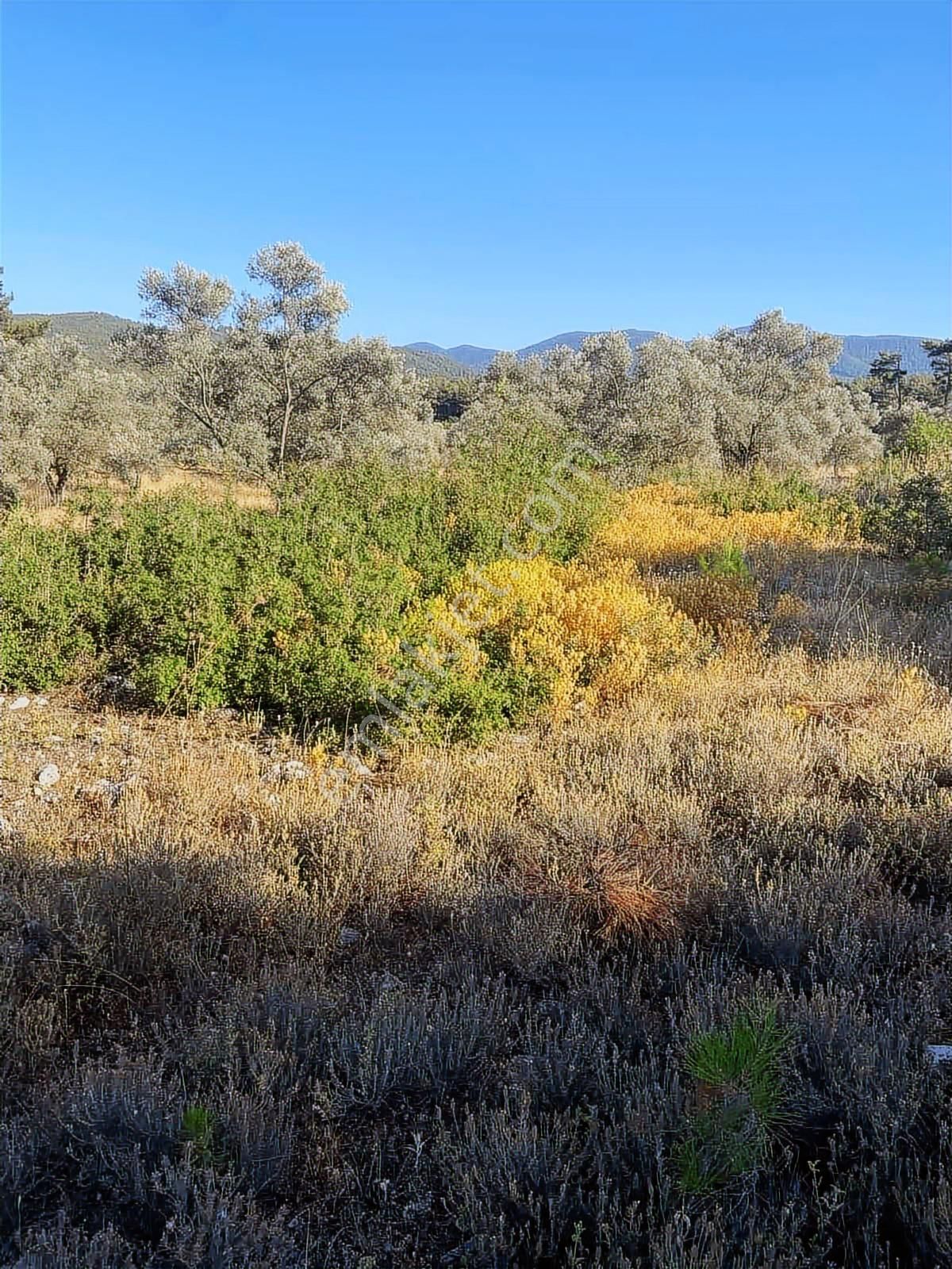 Milas Alaçam Mah. Satılık Tarla - Görsel 10