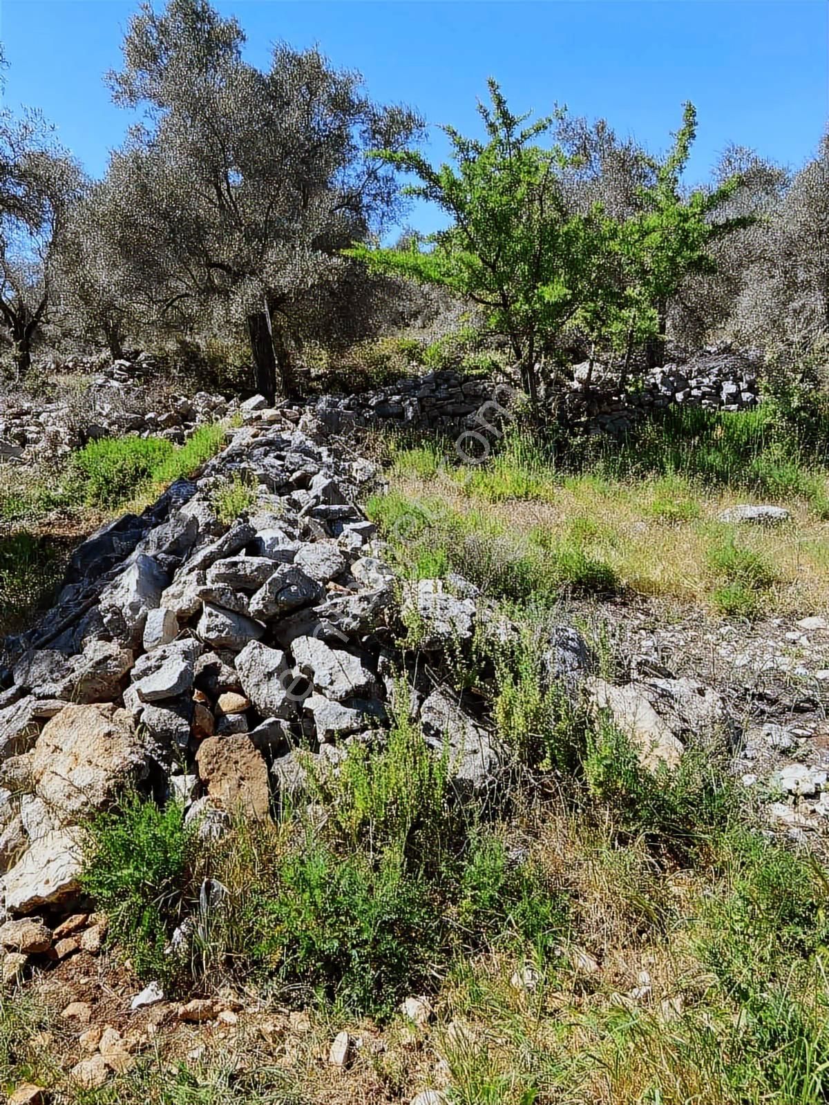 Milas Alaçam Mah. Satılık Tarla - Görsel 15