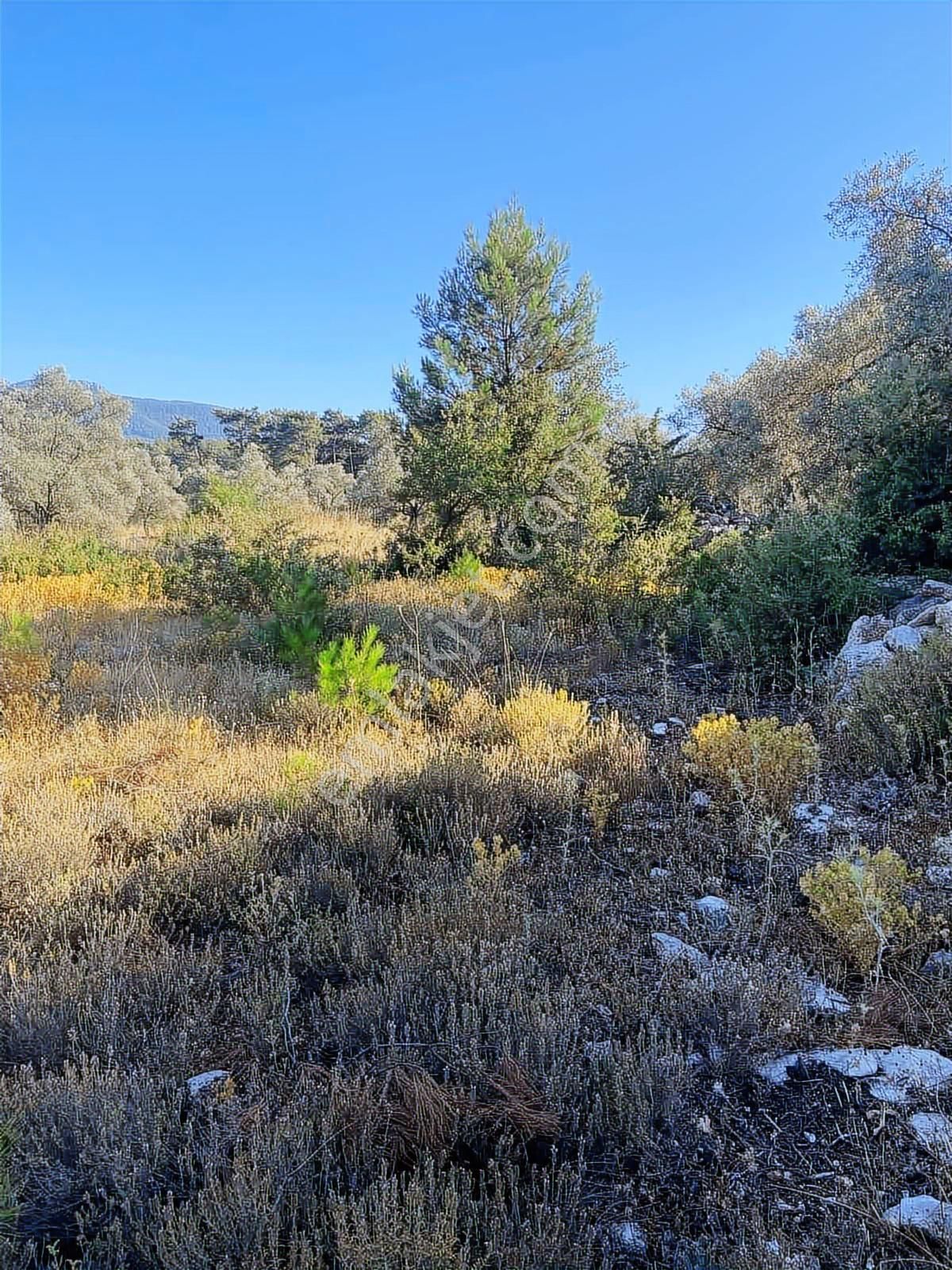 Milas Alaçam Mah. Satılık Tarla - Görsel 12