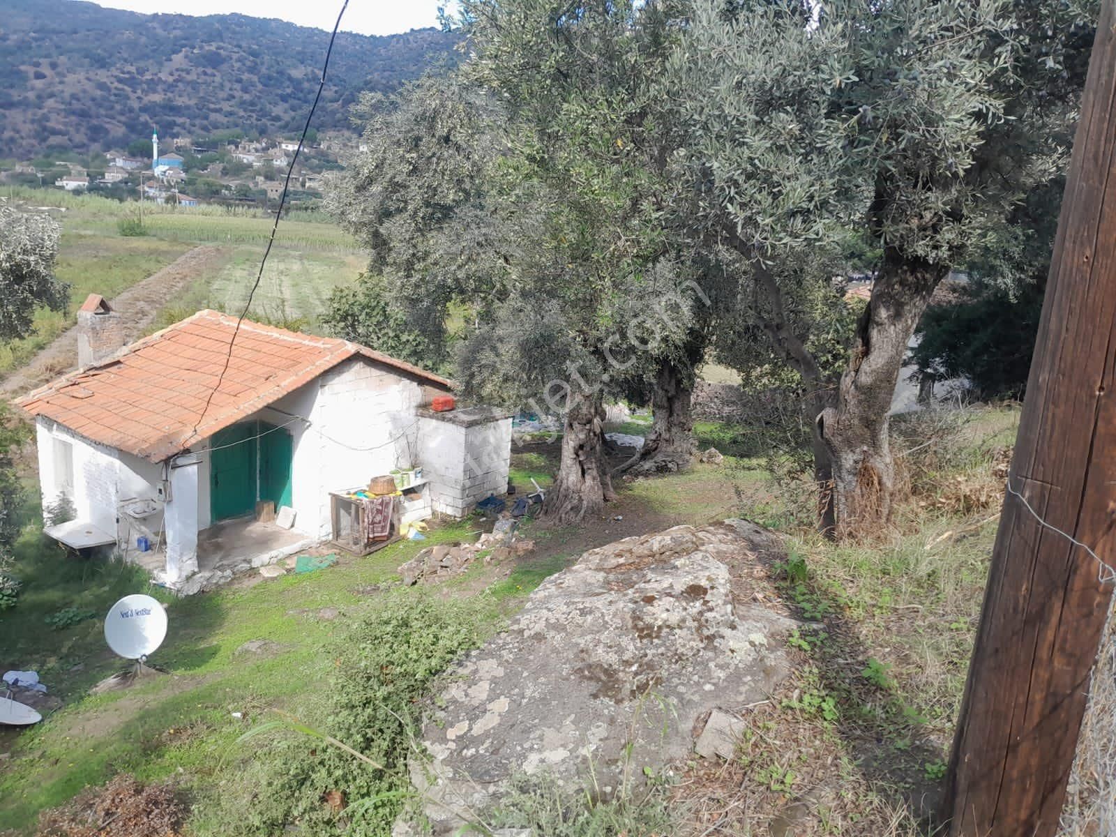 Fiyat Düştü Söke Kisir Köyü Satılık 427 M2 İçinde Köy Evi Olan Arsa - Görsel 6