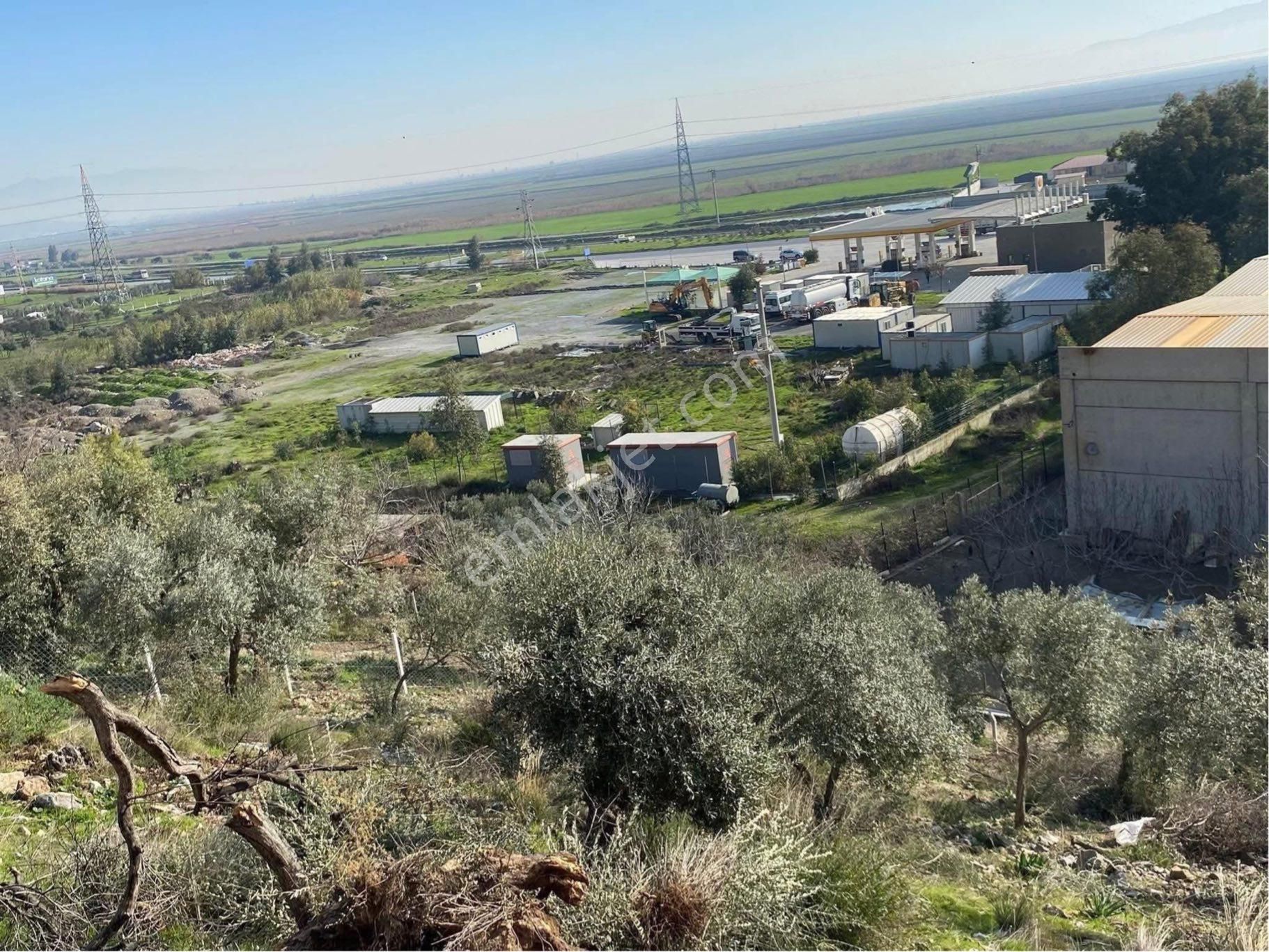Söke Argavlı Köyü İmara Sınır Yolu Açılmış Satılık Zeytinlik - Görsel 5