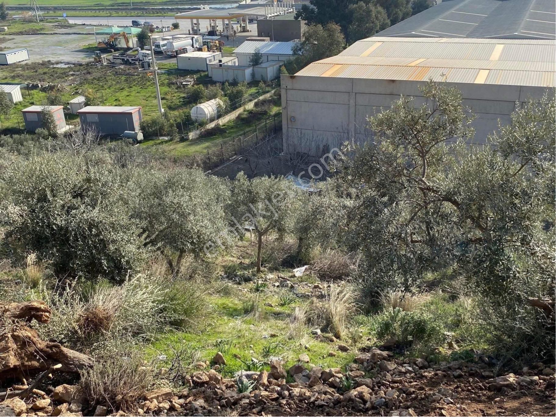 Söke Argavlı Köyü İmara Sınır Yolu Açılmış Satılık Zeytinlik - Görsel 3