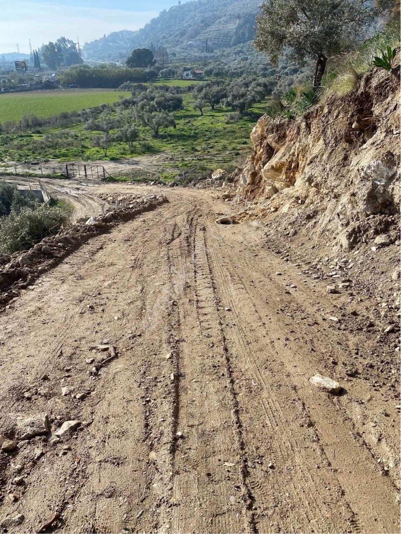 Söke Argavlı Köyü İmara Sınır Yolu Açılmış Satılık Zeytinlik - Görsel 4