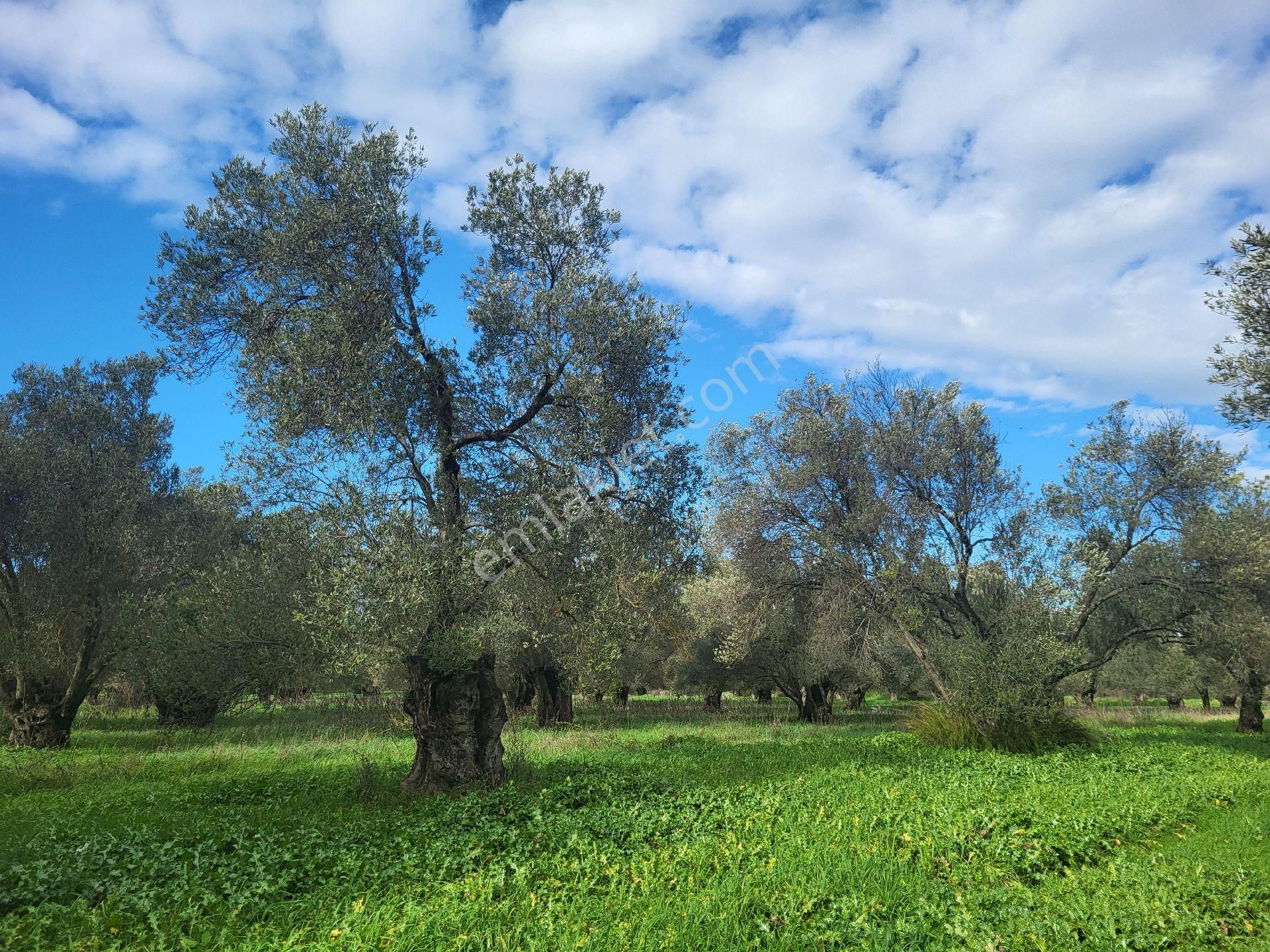 Ayvalık Gazikemalpada Satılık 3 Dönüm Zeytin Bahçesi ( Takasa Açık ) - Görsel 4