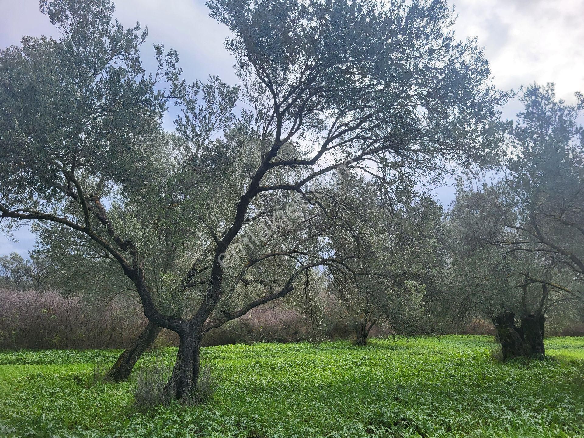 Ayvalık Gazikemalpada Satılık 3 Dönüm Zeytin Bahçesi ( Takasa Açık ) - Görsel 8
