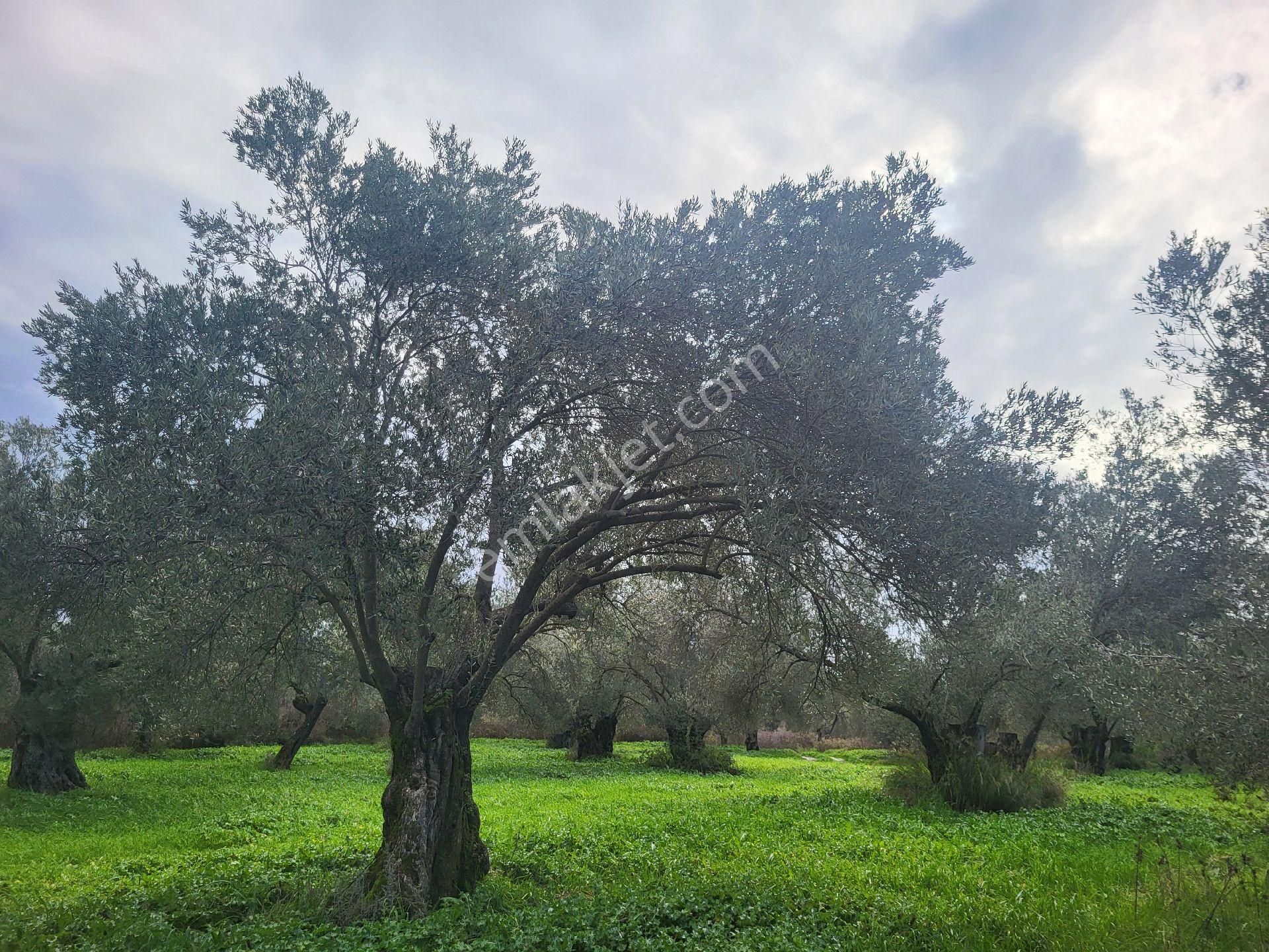 Ayvalık Gazikemalpada Satılık 3 Dönüm Zeytin Bahçesi ( Takasa Açık ) - Görsel 2