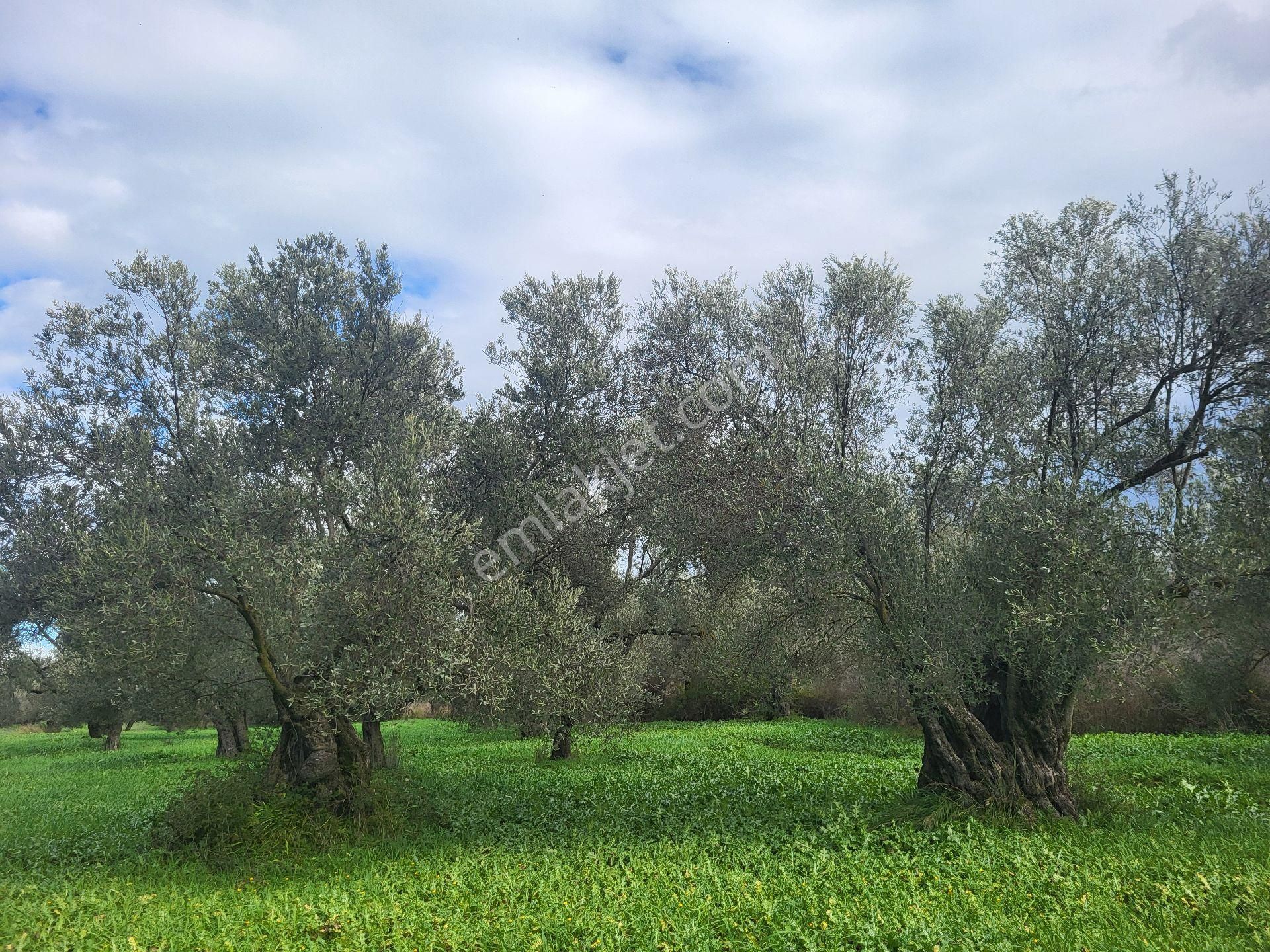 Ayvalık Gazikemalpada Satılık 3 Dönüm Zeytin Bahçesi ( Takasa Açık ) - Görsel 3