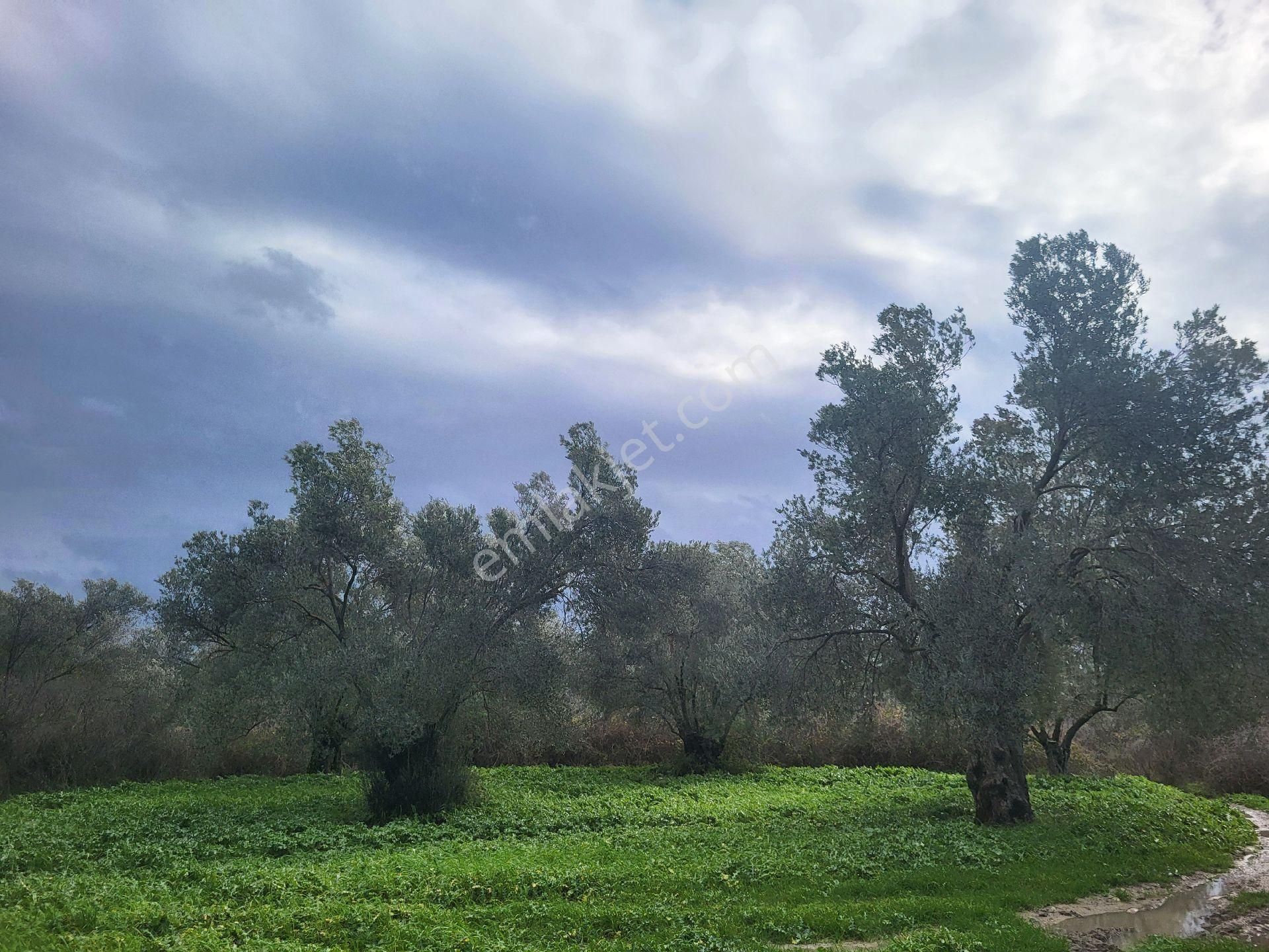 Ayvalık Gazikemalpada Satılık 3 Dönüm Zeytin Bahçesi ( Takasa Açık ) - Görsel 5