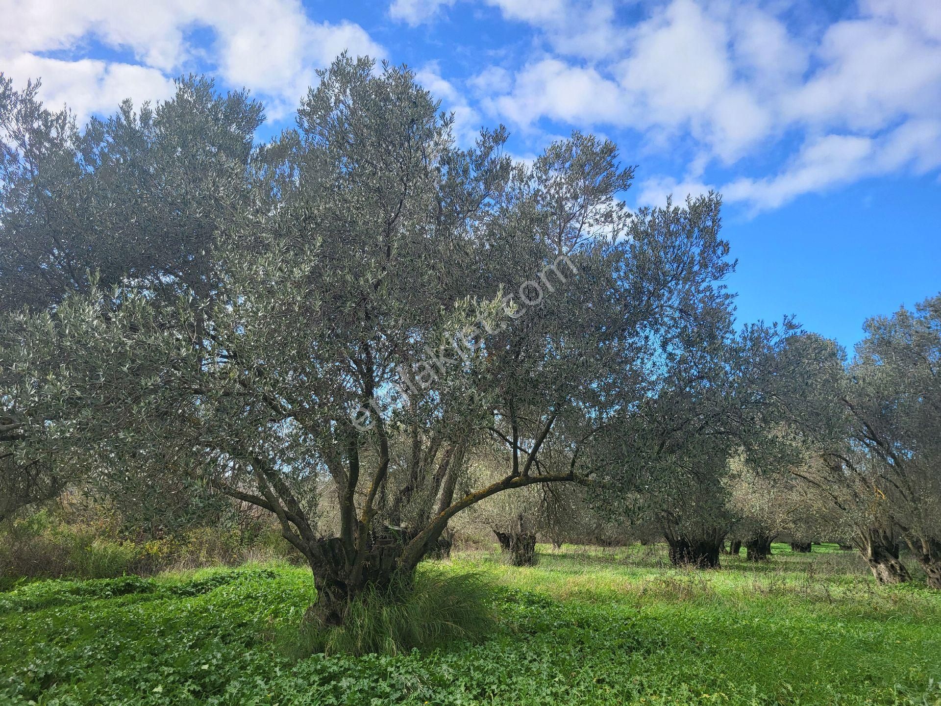 Ayvalık Gazikemalpada Satılık 3 Dönüm Zeytin Bahçesi ( Takasa Açık )