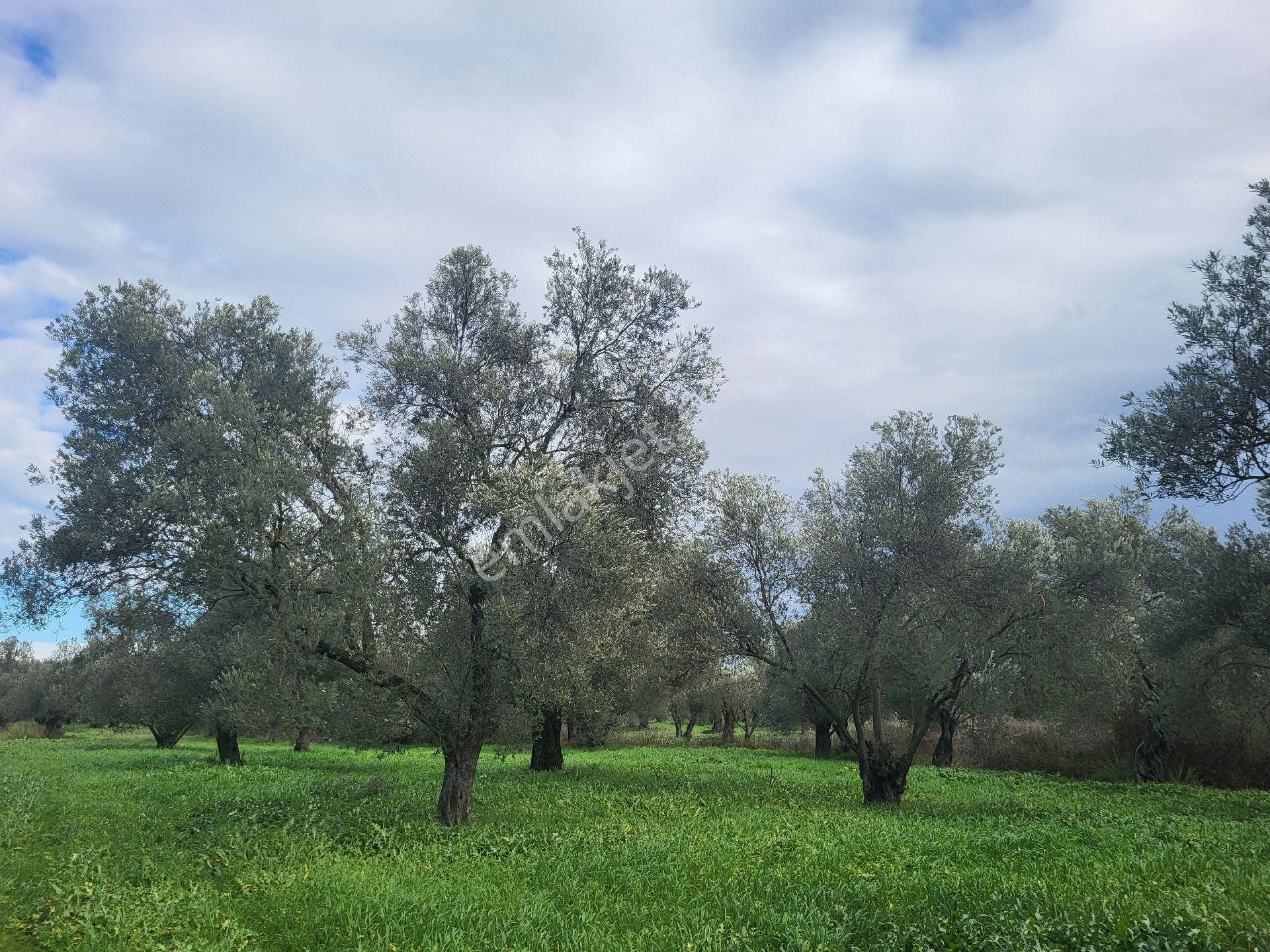 Ayvalık Gazikemalpada Satılık 3 Dönüm Zeytin Bahçesi ( Takasa Açık ) - Görsel 6