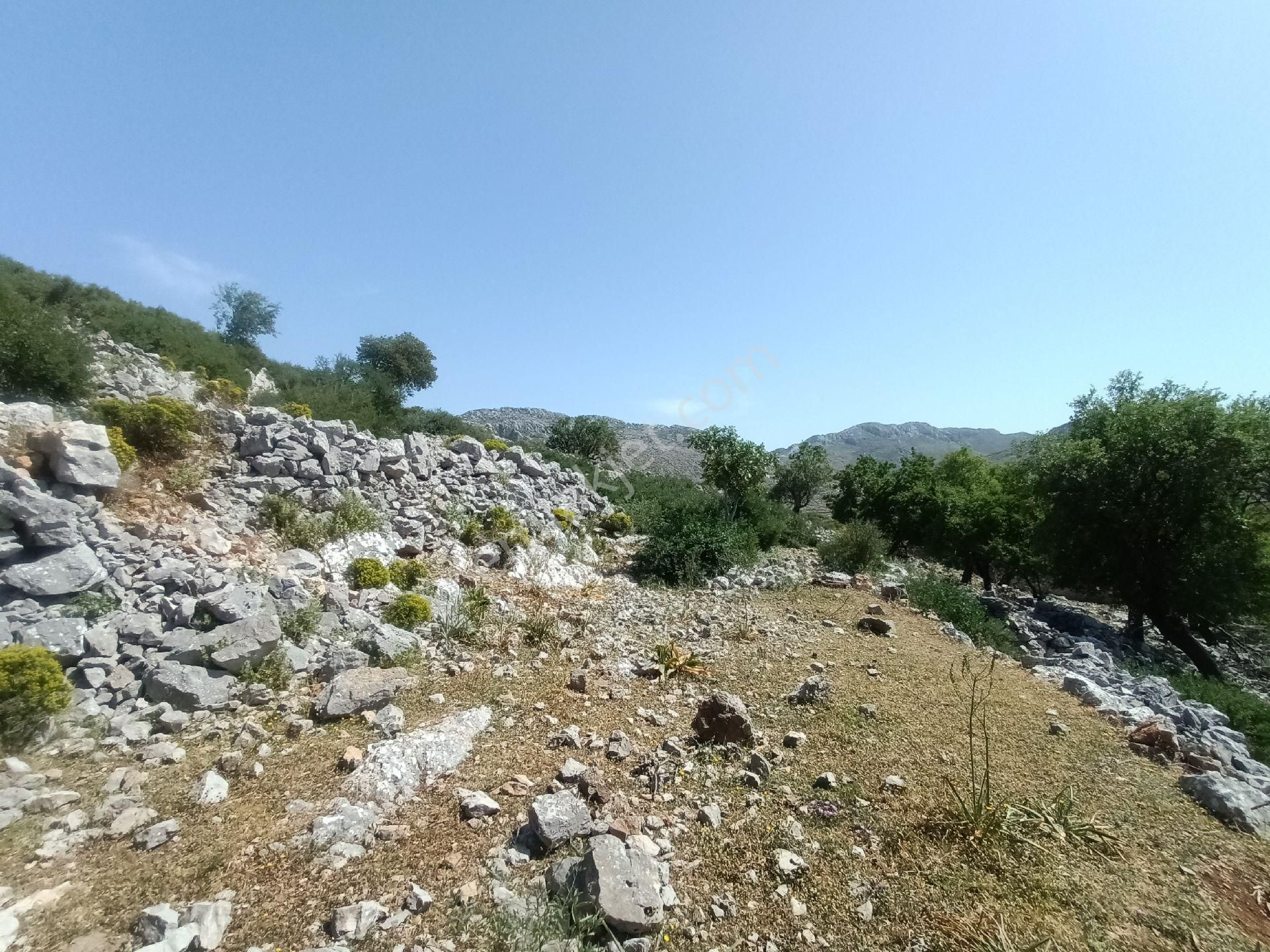 Joker: Marmaris Taşlıca Resmi Yol Cephe Yerleşime Yakın Tarla - Görsel 11