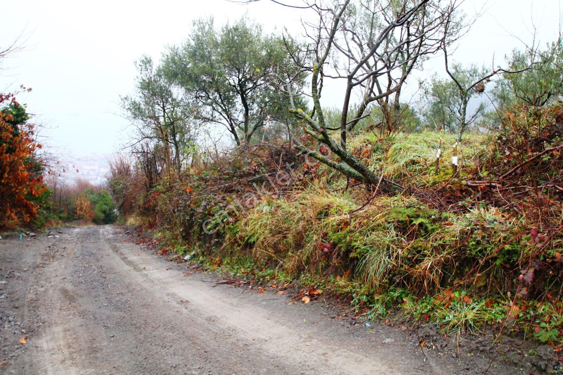 Gölcük Halıdere 8.5 Dönüm Yolu Açılmış Kestanelik Satılık Arsa - Görsel 5