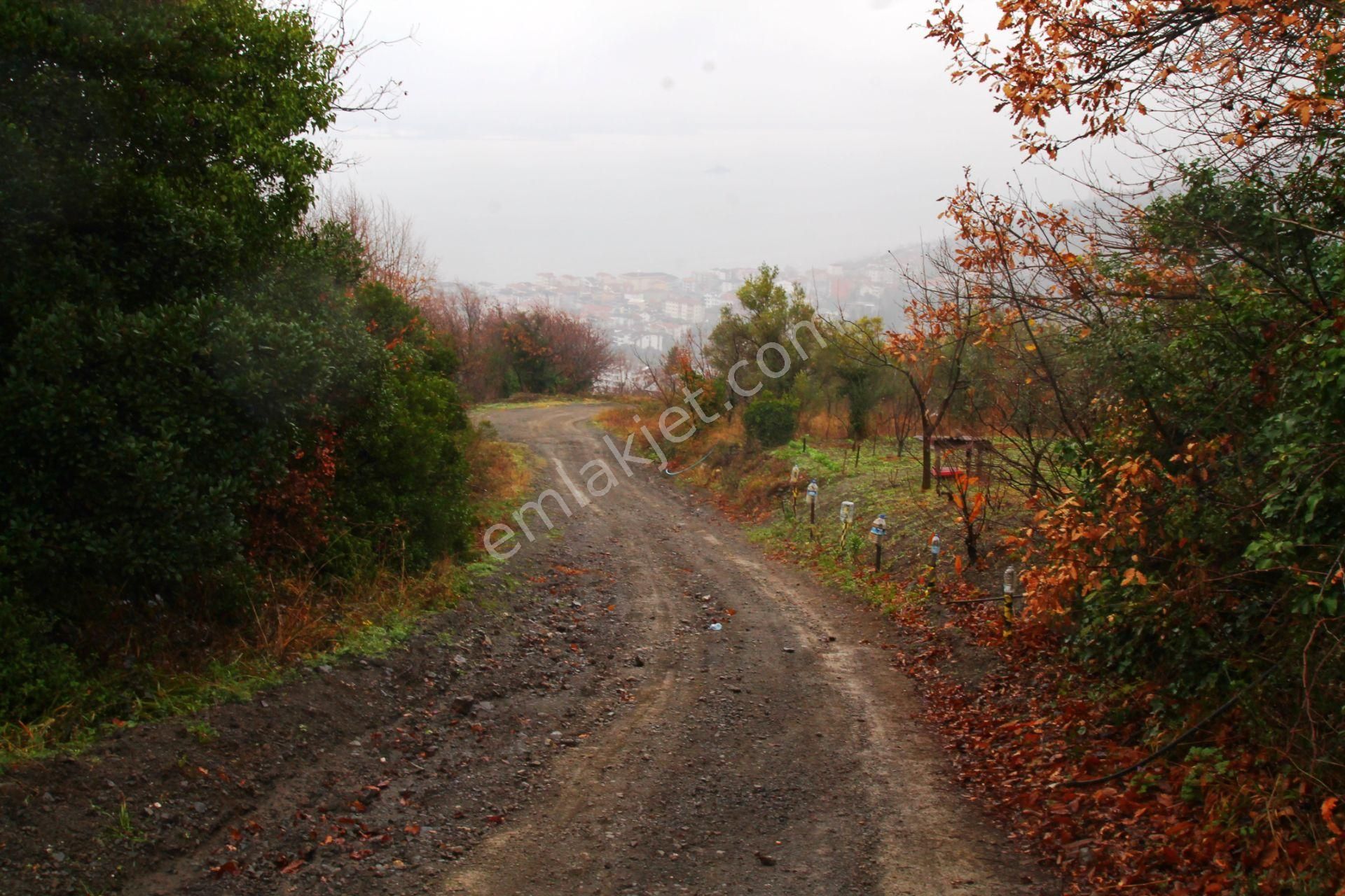 Gölcük Halıdere 8.5 Dönüm Yolu Açılmış Kestanelik Satılık Arsa - Görsel 13