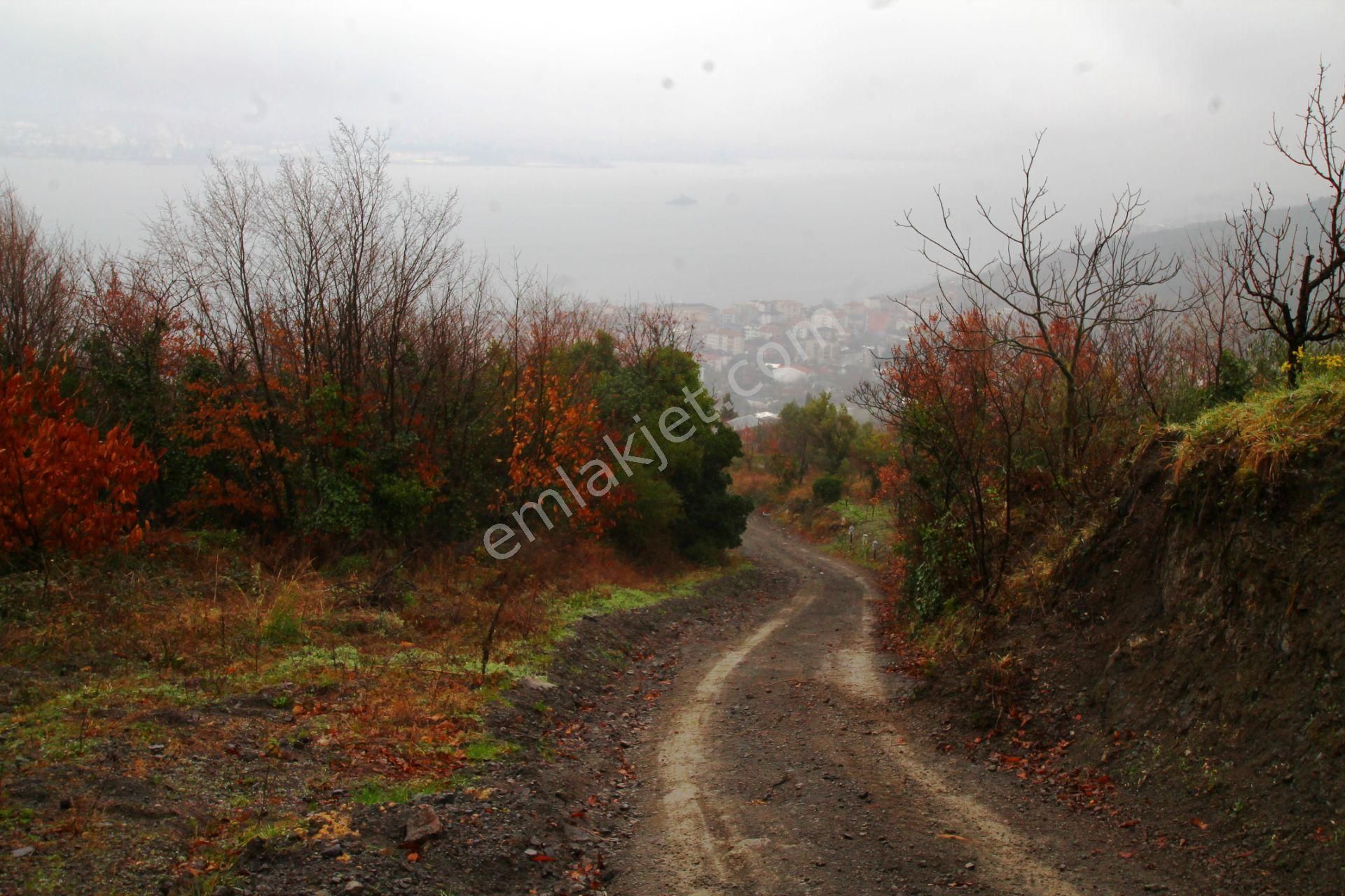 Gölcük Halıdere 8.5 Dönüm Yolu Açılmış Kestanelik Satılık Arsa - Görsel 10