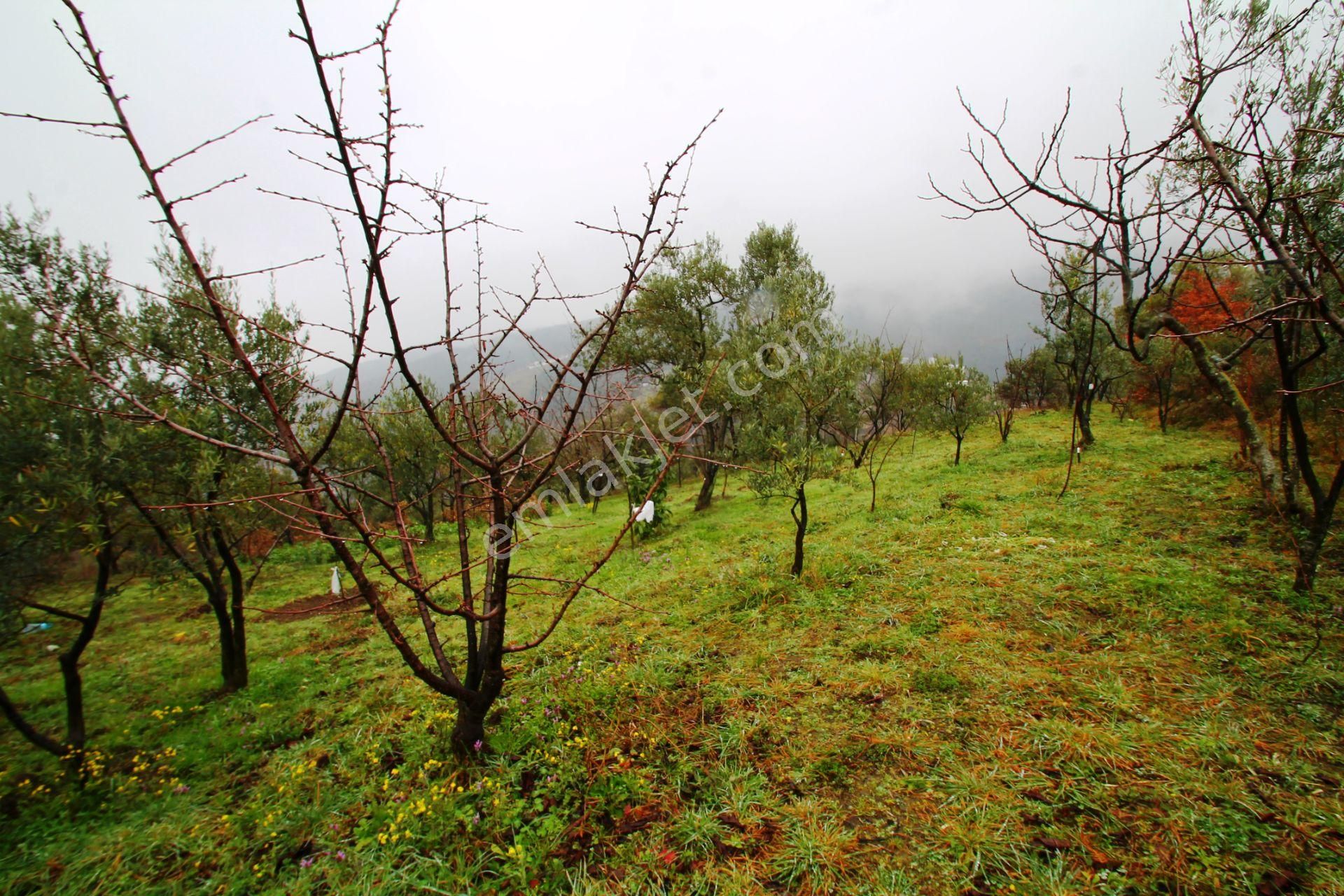 Gölcük Halıdere 8.5 Dönüm Yolu Açılmış Kestanelik Satılık Arsa