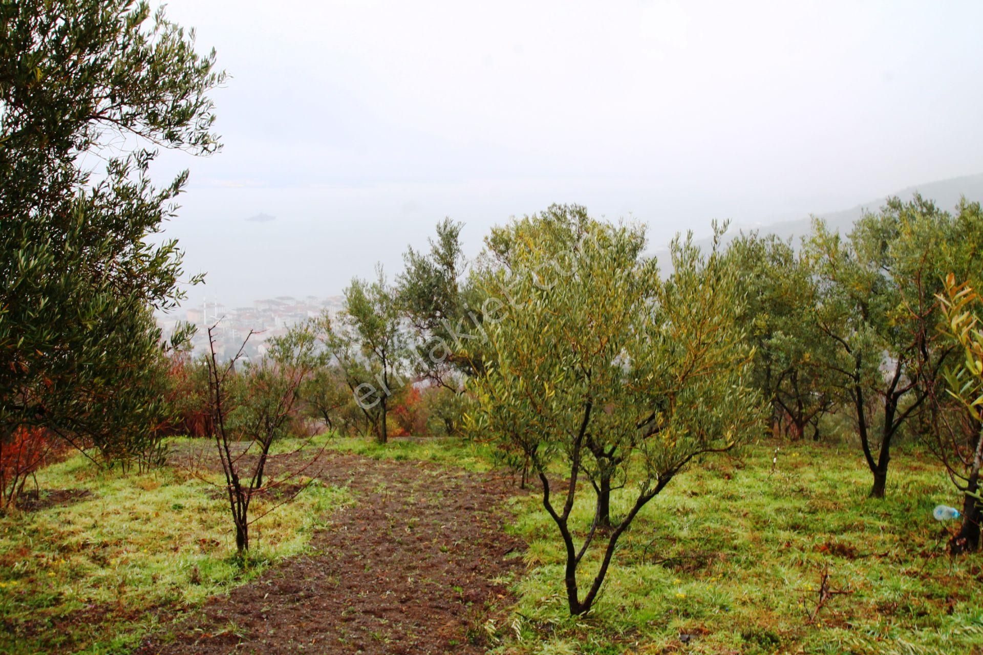Gölcük Halıdere 8.5 Dönüm Yolu Açılmış Kestanelik Satılık Arsa - Görsel 3