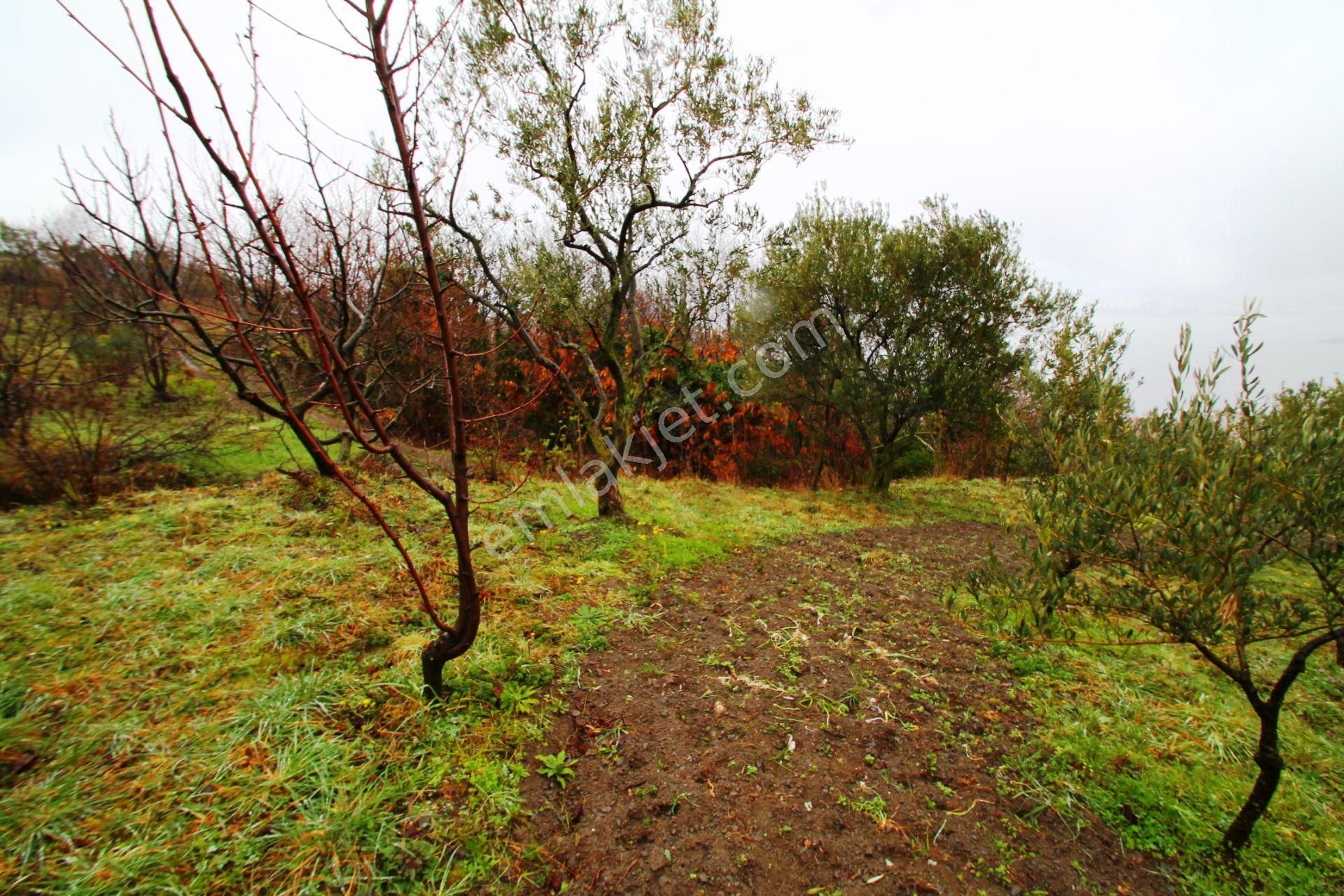 Gölcük Halıdere 8.5 Dönüm Yolu Açılmış Kestanelik Satılık Arsa - Görsel 2