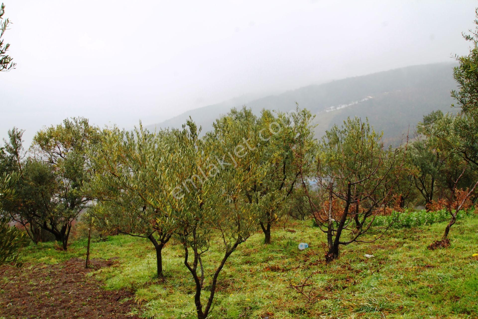 Gölcük Halıdere 8.5 Dönüm Yolu Açılmış Kestanelik Satılık Arsa - Görsel 4