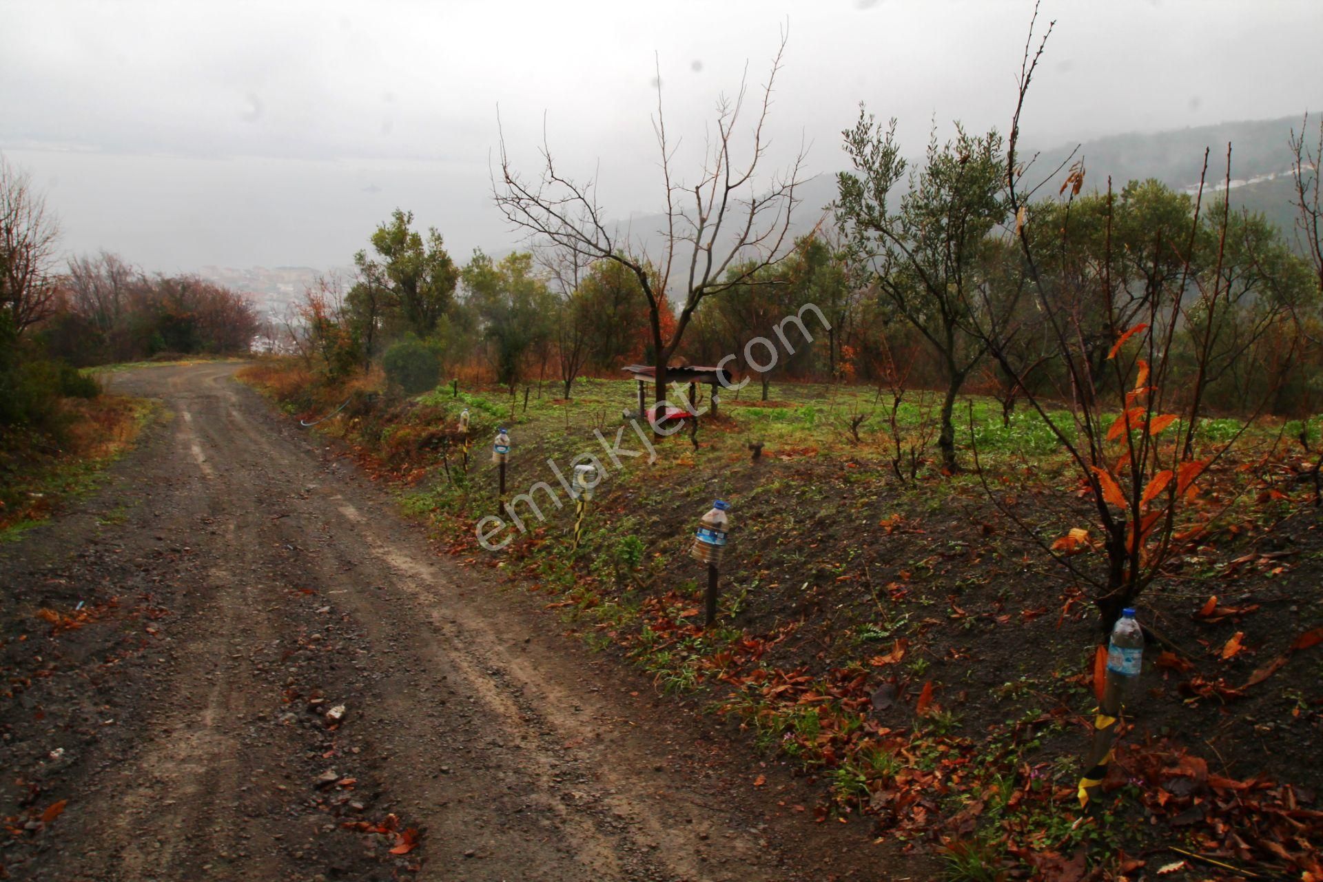 Gölcük Halıdere 8.5 Dönüm Yolu Açılmış Kestanelik Satılık Arsa - Görsel 14