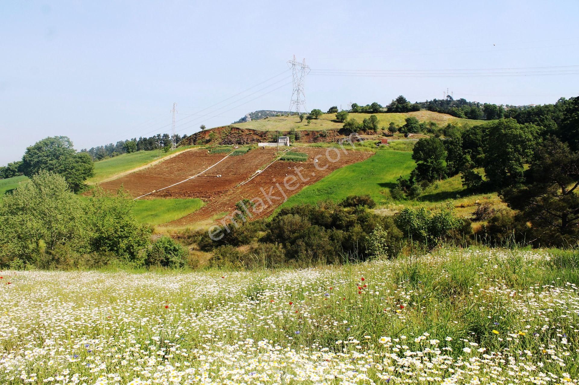Yenice Çalköy Tarıma Uygun Müstakil Parse 7.5 Dönüm Satılık Arsa - Görsel 20