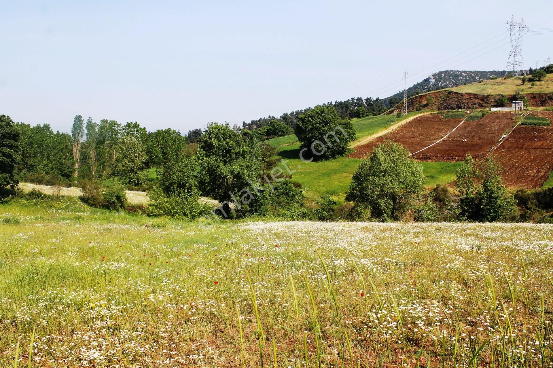 Yenice Çalköy Tarıma Uygun Müstakil Parse 7.5 Dönüm Satılık Arsa - Görsel 15