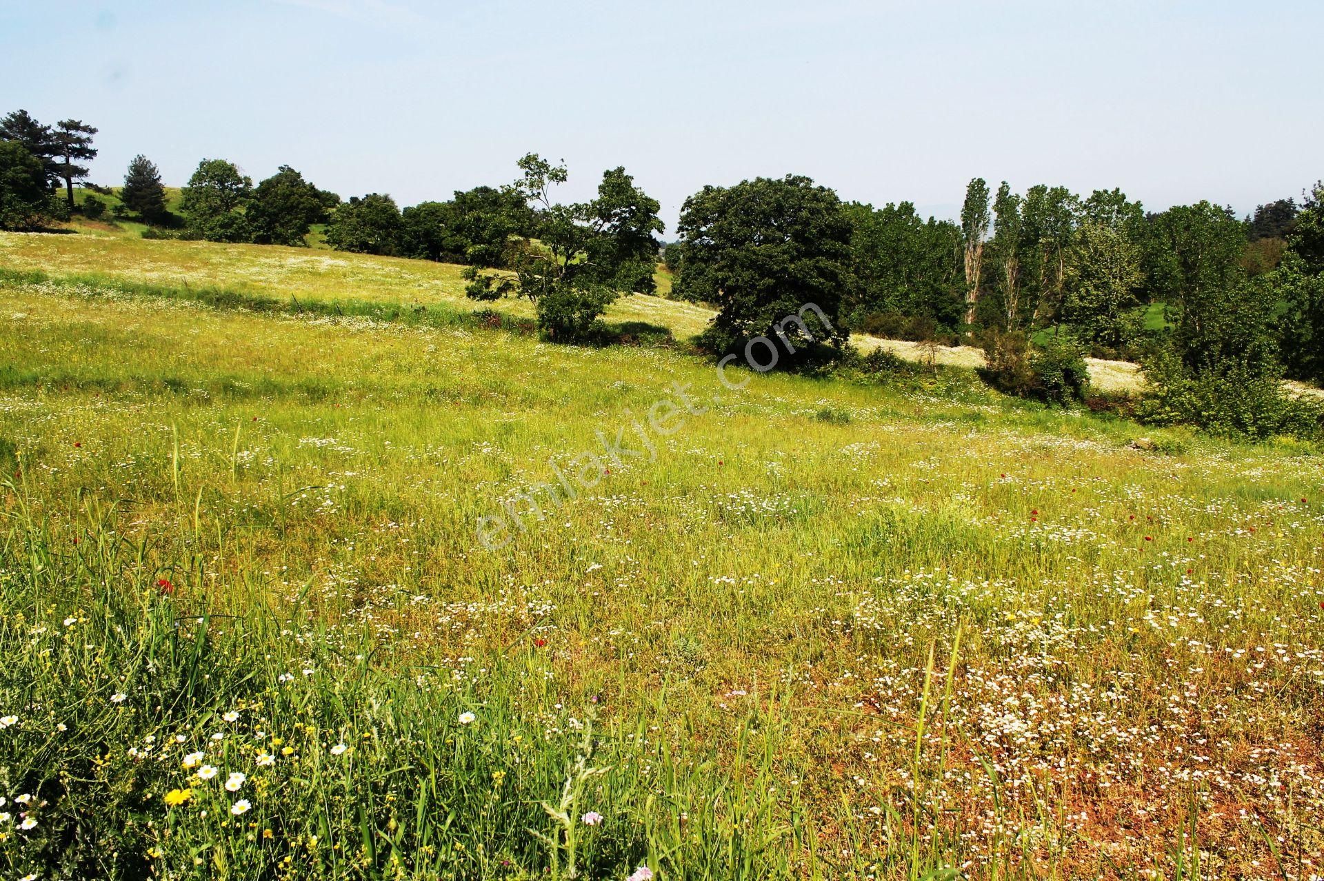 Yenice Çalköy Tarıma Uygun Müstakil Parse 7.5 Dönüm Satılık Arsa