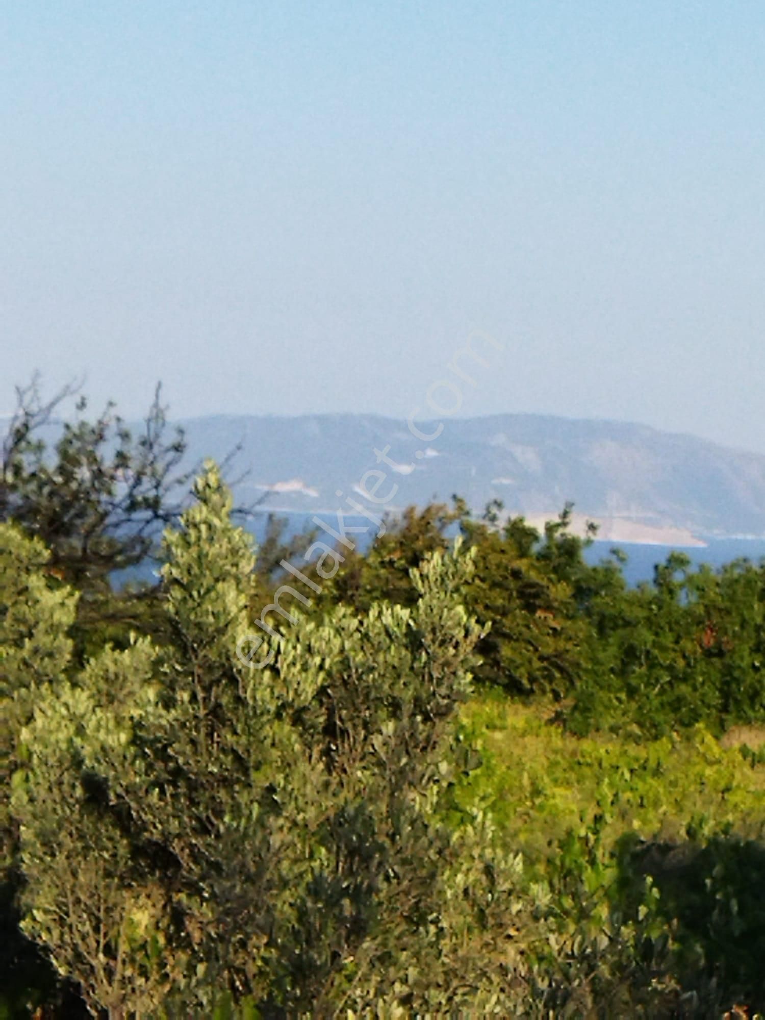 Şarköyde Işık Emlakta Hoşköy Mah De 3600 M2 Zeytinlik