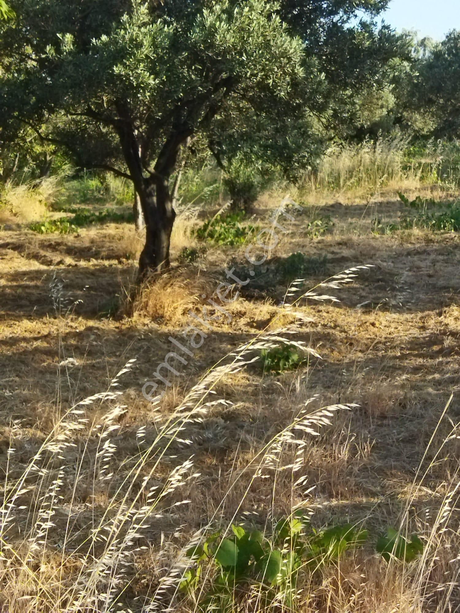 Şarköyde Işık Emlakta Hoşköy Mah De 3600 M2 Zeytinlik - Görsel 12