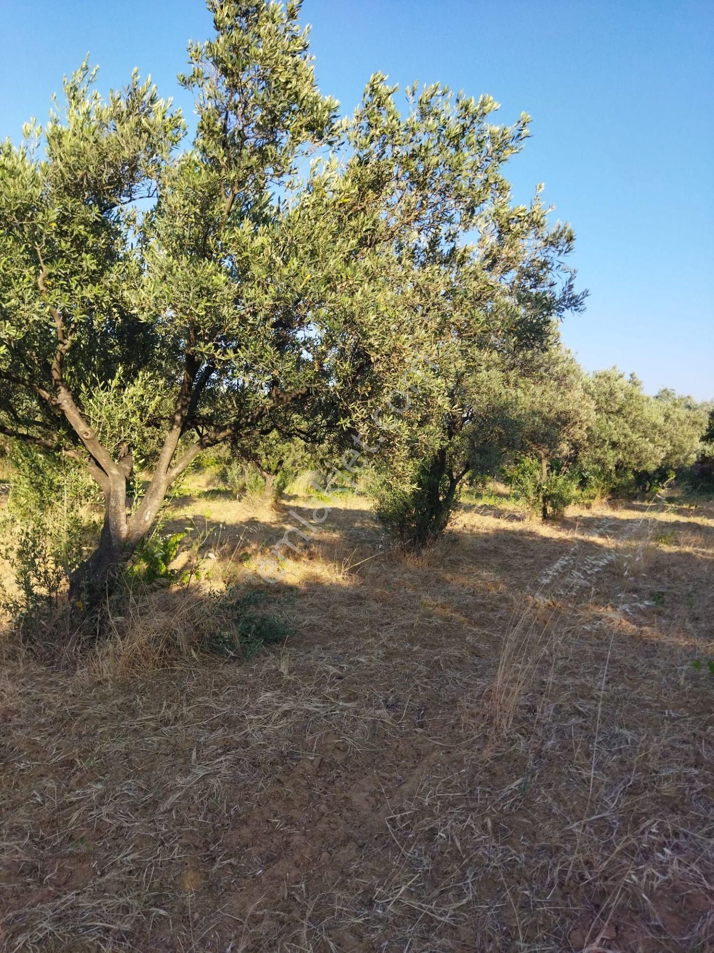 Şarköyde Işık Emlakta Hoşköy Mah De 3600 M2 Zeytinlik - Görsel 9