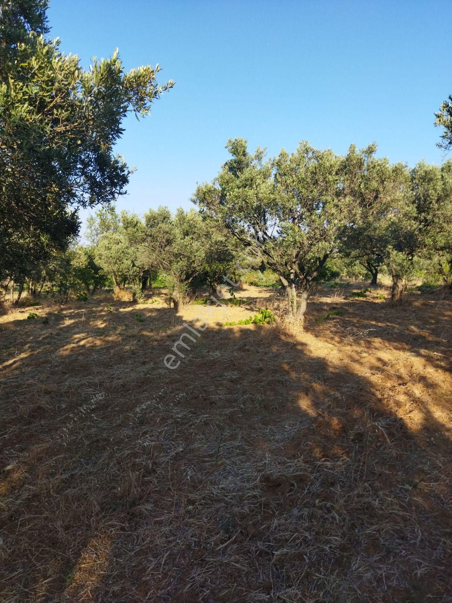 Şarköyde Işık Emlakta Hoşköy Mah De 3600 M2 Zeytinlik - Görsel 5