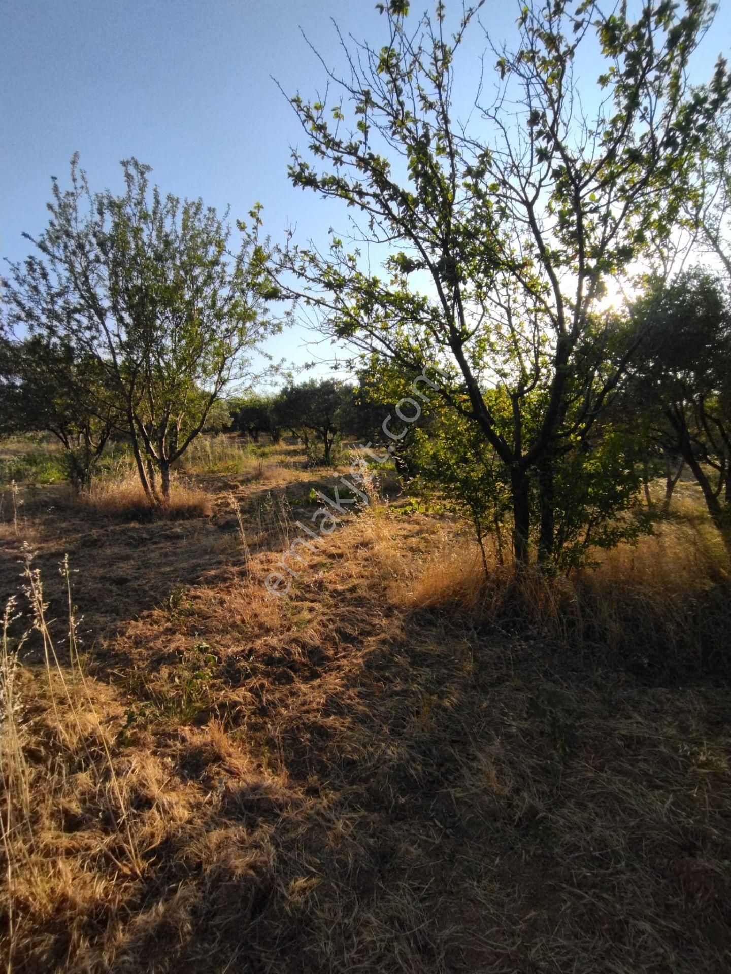 Şarköyde Işık Emlakta Hoşköy Mah De 3600 M2 Zeytinlik - Görsel 17