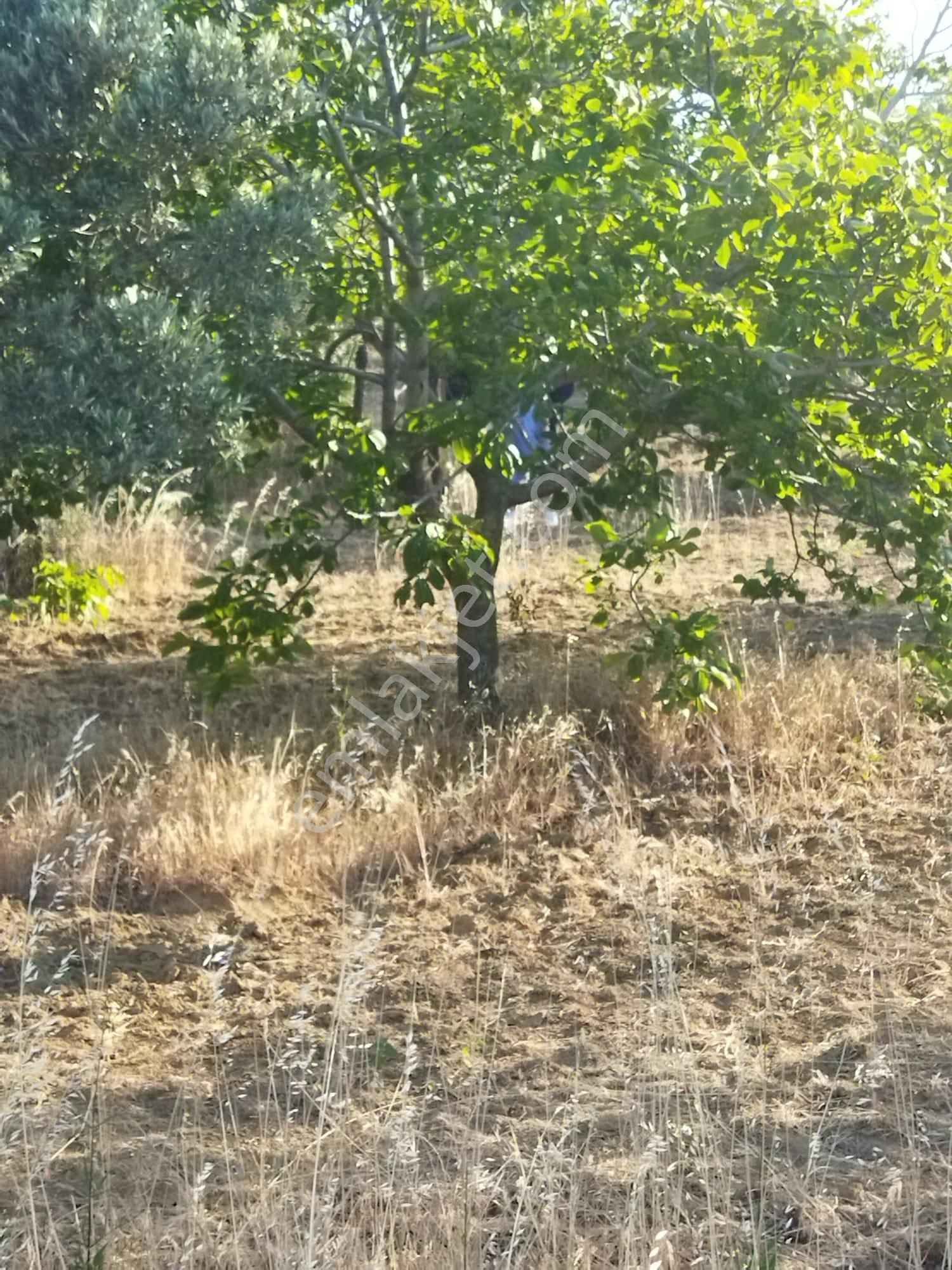 Şarköyde Işık Emlakta Hoşköy Mah De 3600 M2 Zeytinlik - Görsel 16