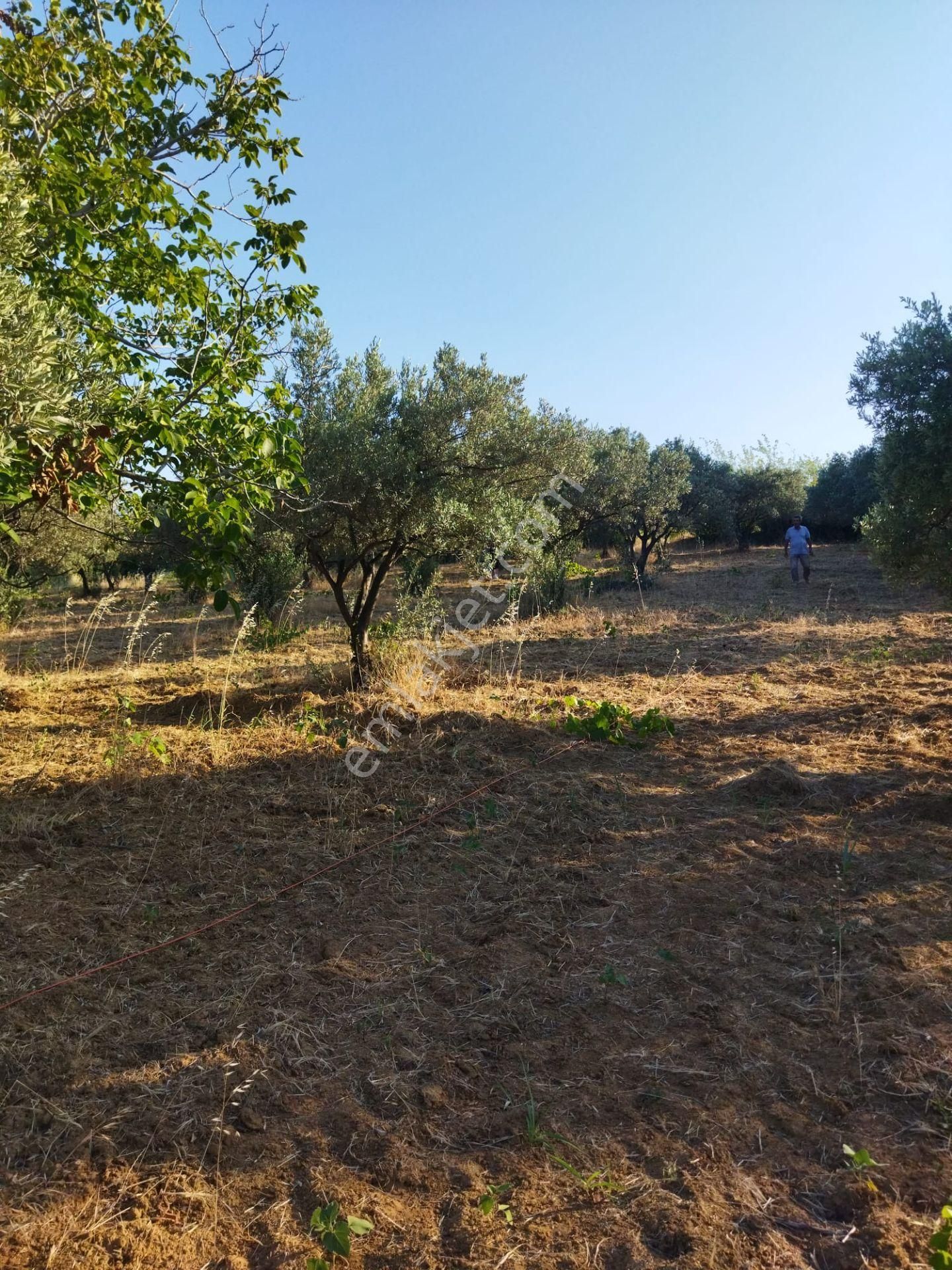 Şarköyde Işık Emlakta Hoşköy Mah De 3600 M2 Zeytinlik - Görsel 8